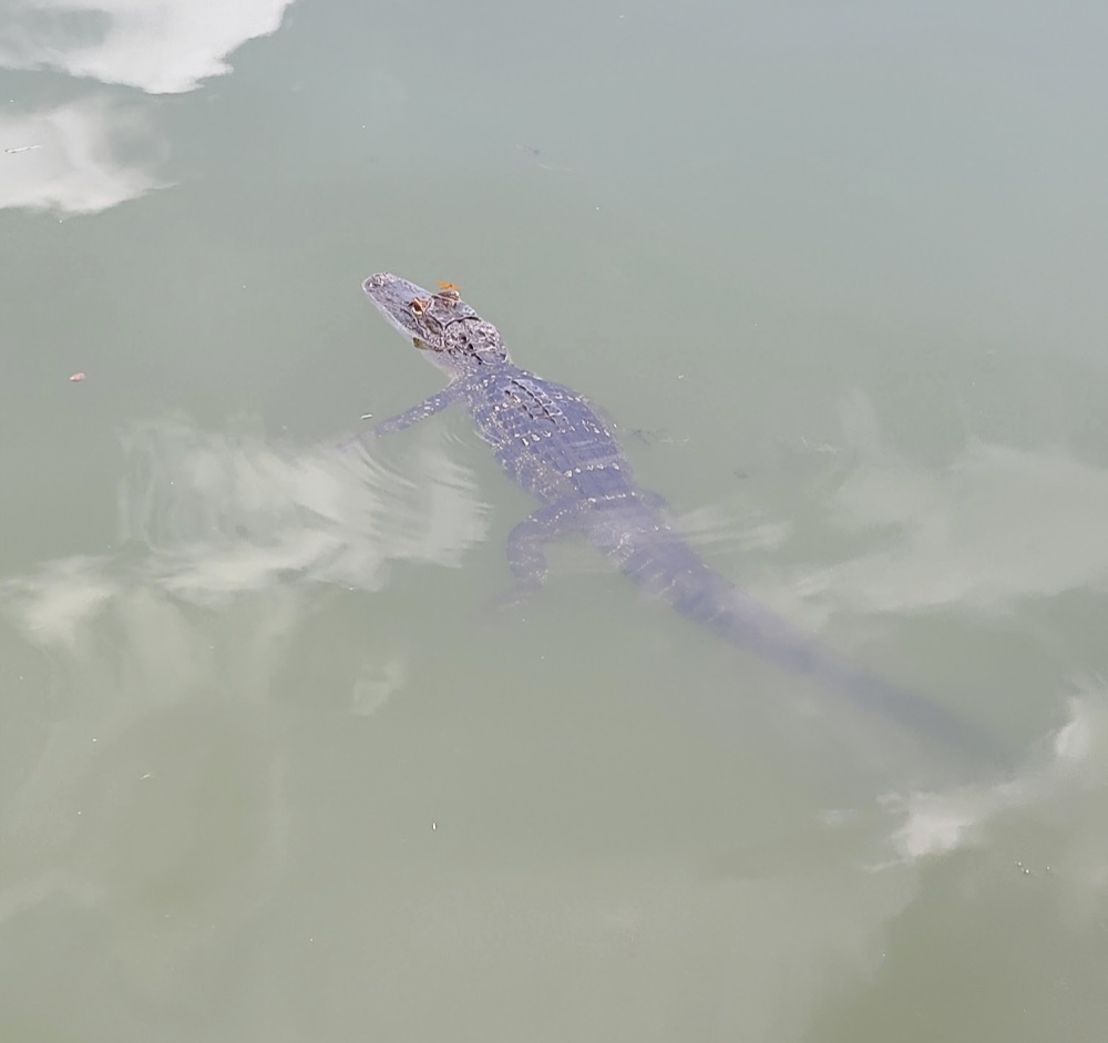 Things To Do In Lake County Florida Things To Do In Lake County Florida