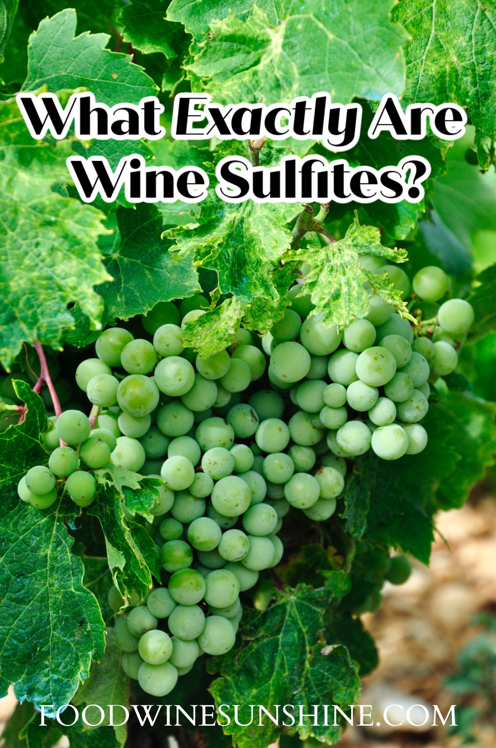 What Are Wine Sulfites