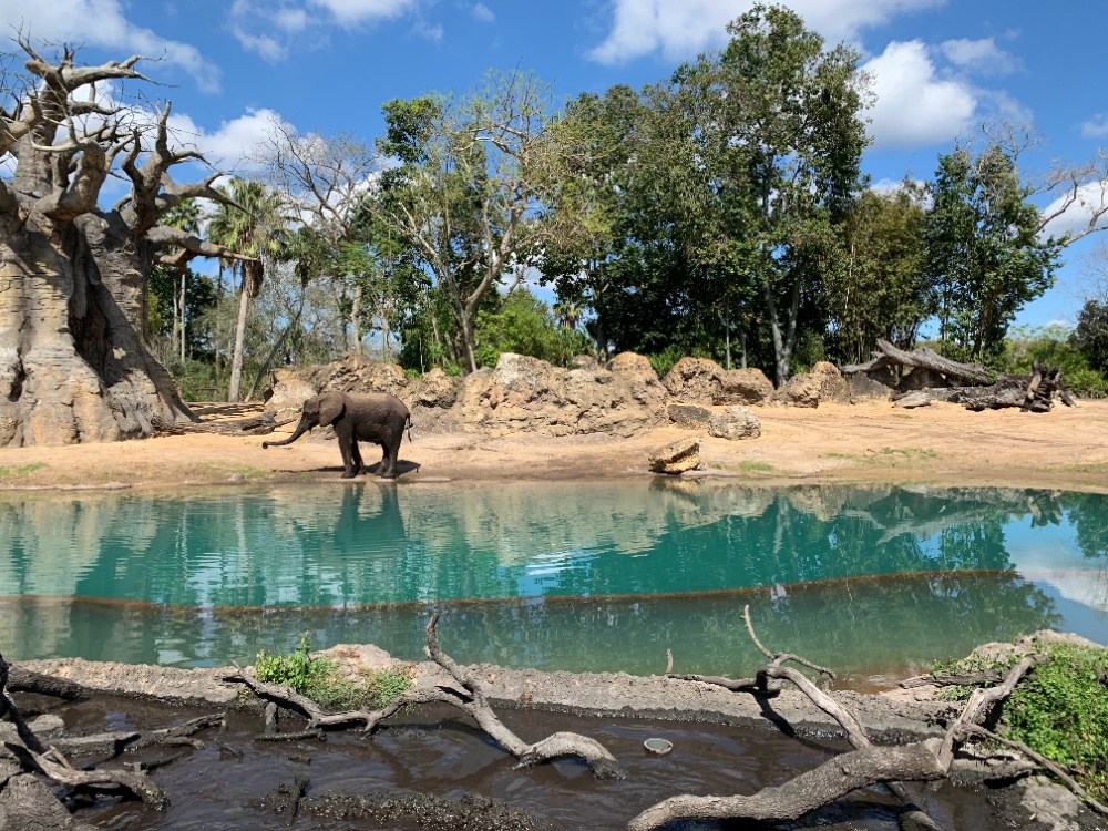 Tips For Visiting Disney World's Animal Kingdom in Orlando Florida