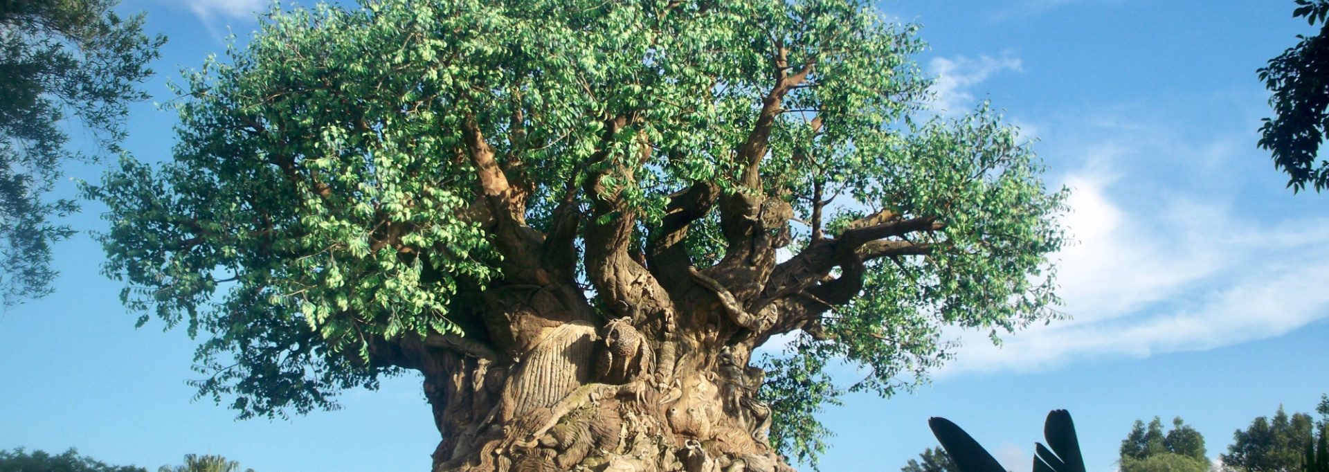 Tips For Visiting Animal Kingdom Tree of Life