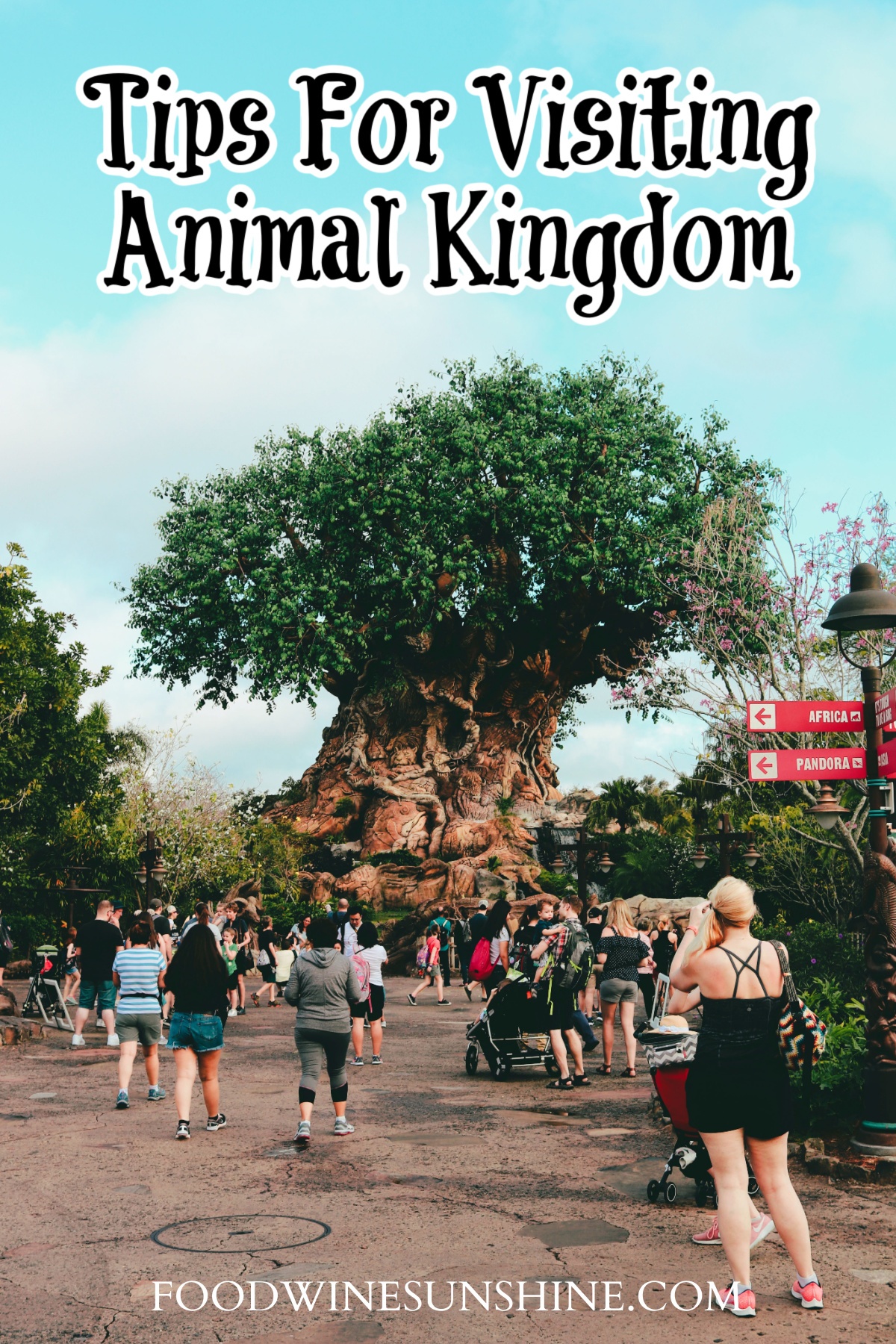 Top Tips for Visiting Animal Kingdom