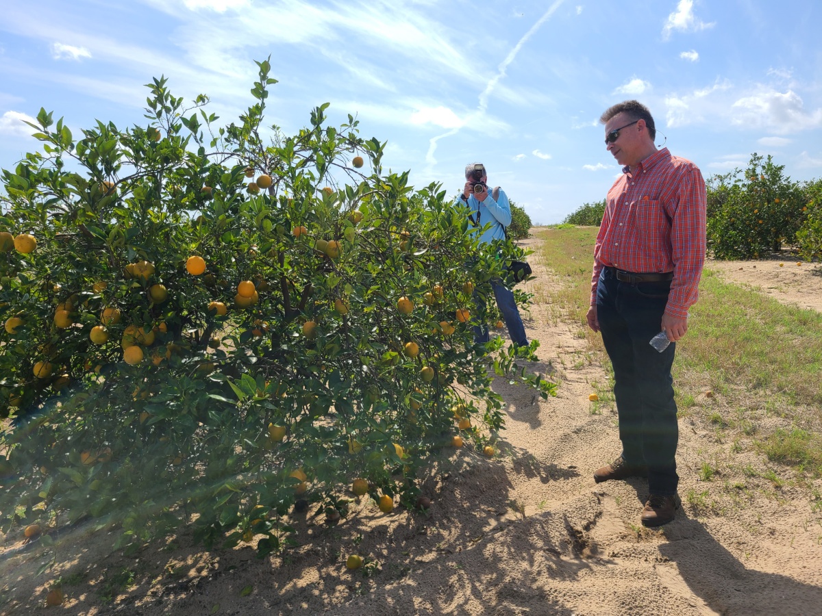 What fruit is grown in Florida?