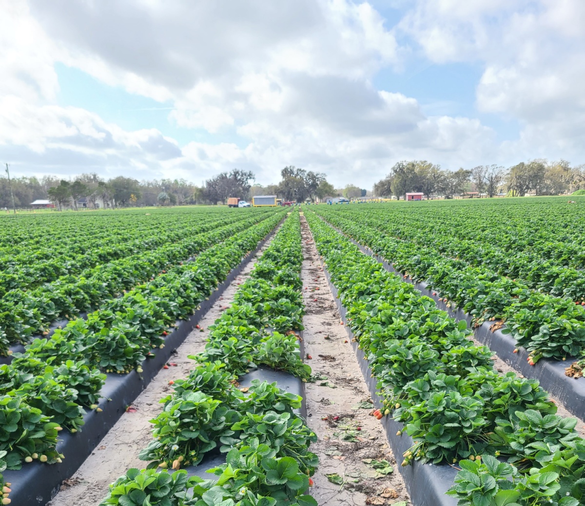 Learn about Florida Fruit and Vegetable Association