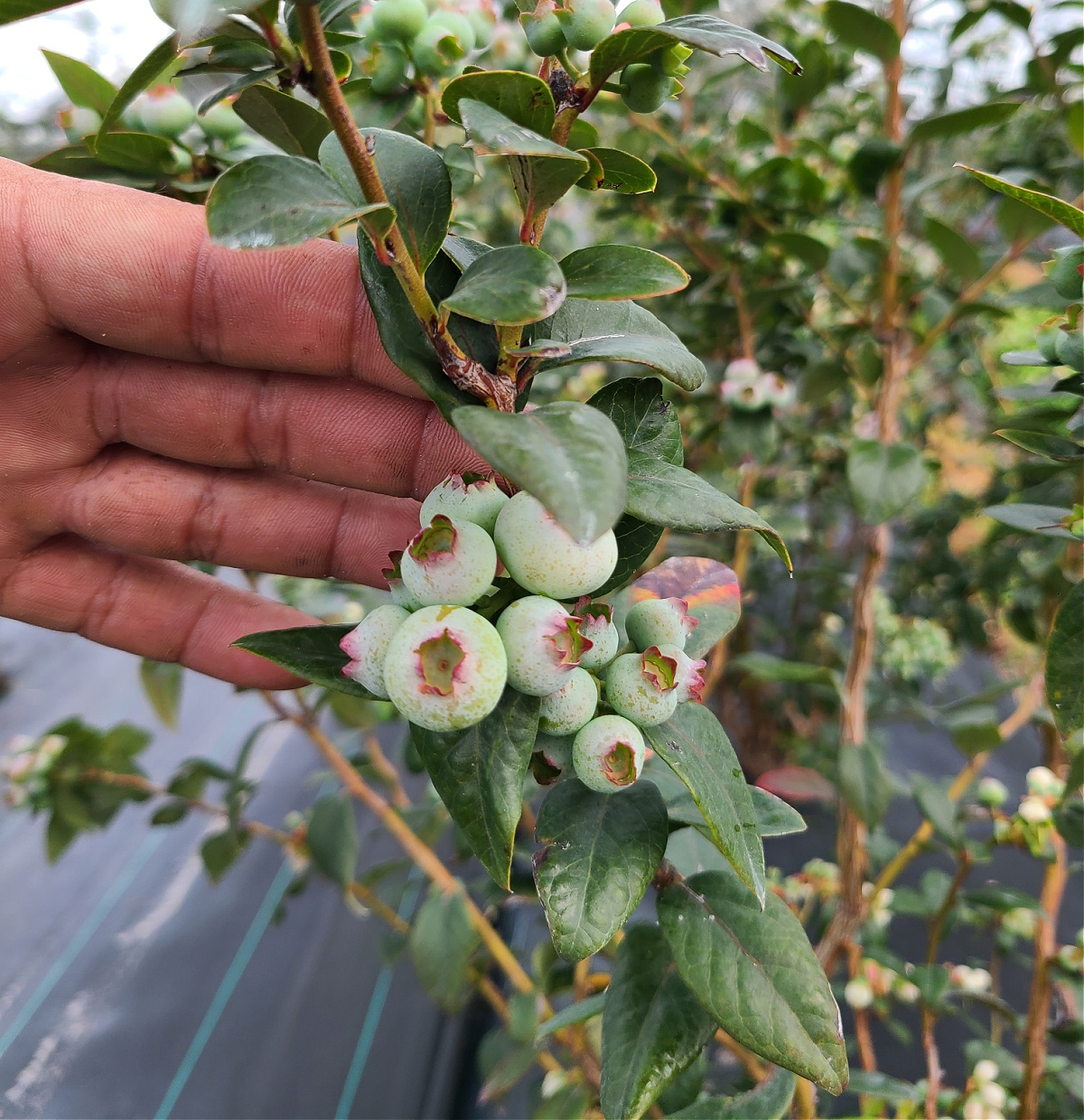 When is Florida Blueberry Season?