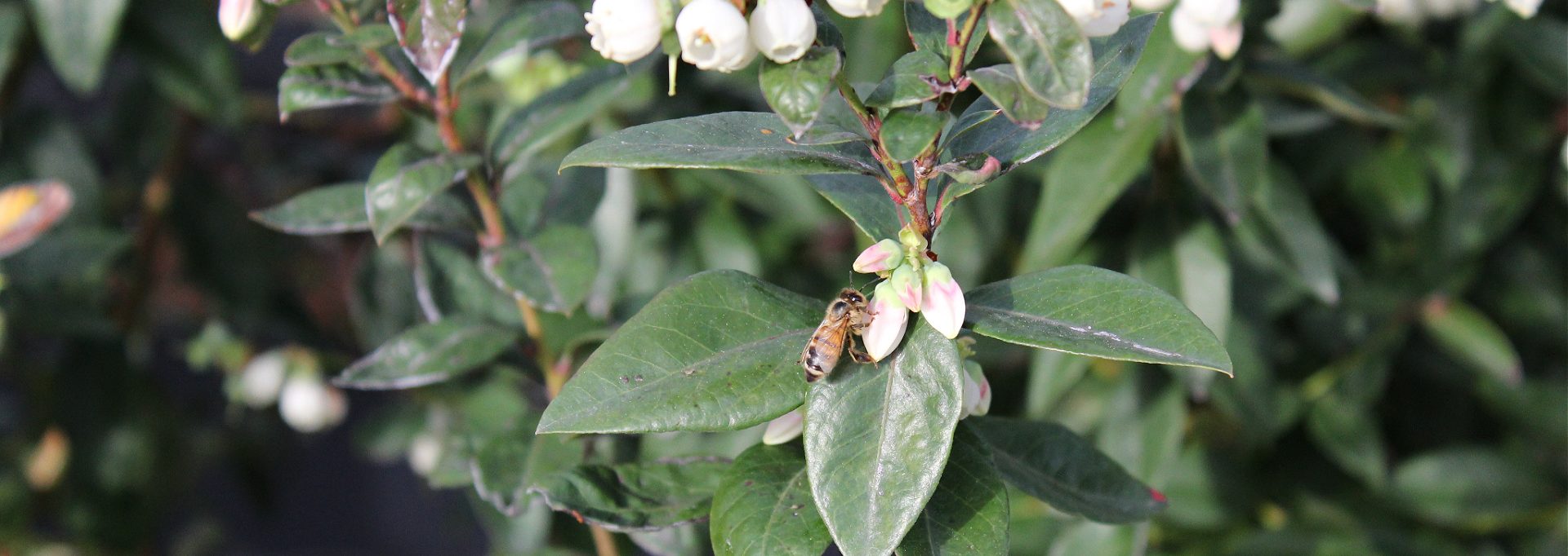 Florida Agriculture FL Blueberries