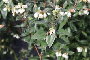 Florida Agriculture FL Blueberries