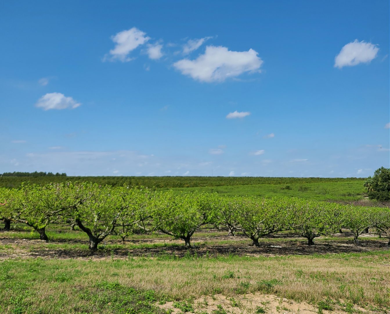 10 Things You Need To Know About Florida Agriculture