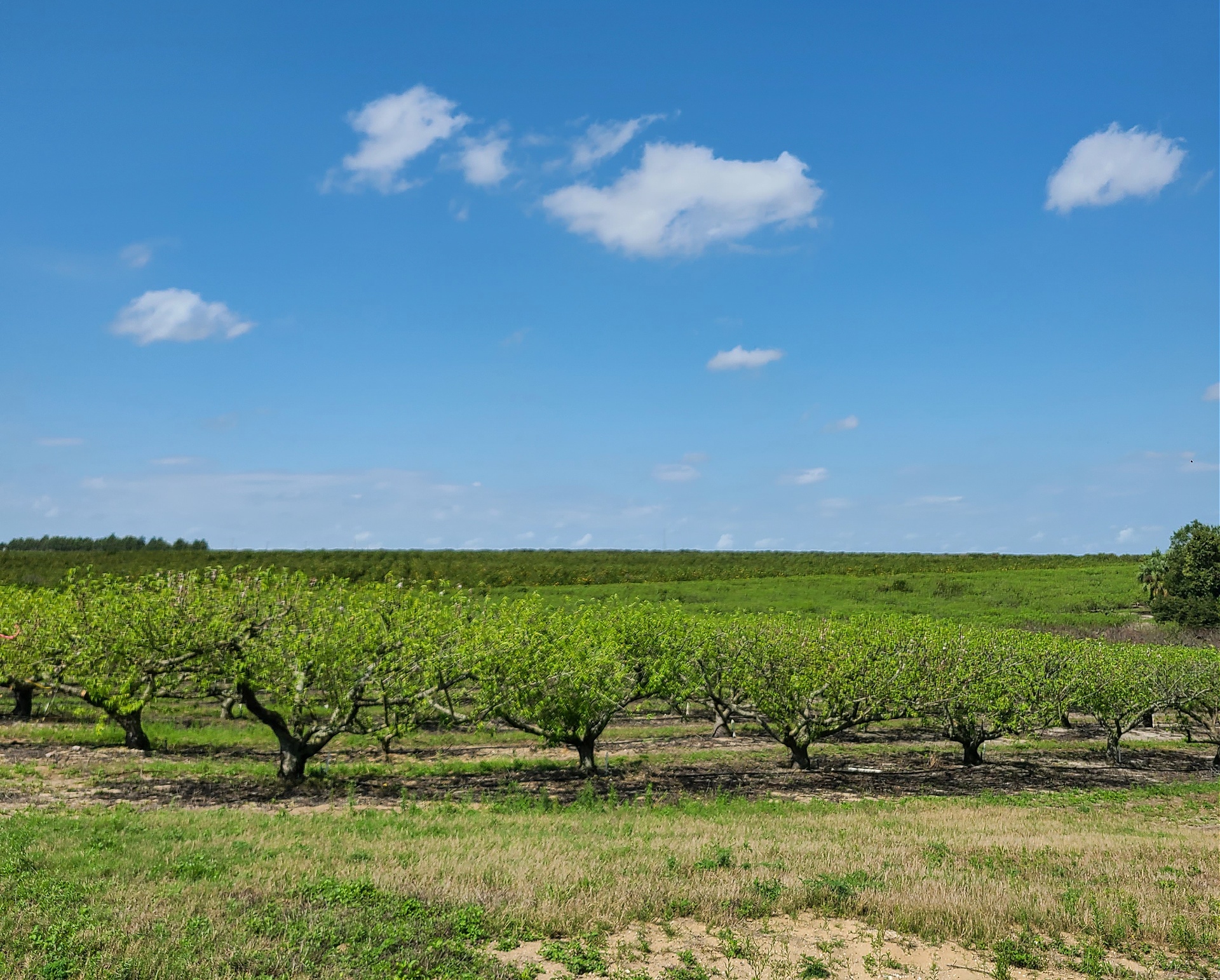 Farm Facts: Peaches - Florida Farm & Family