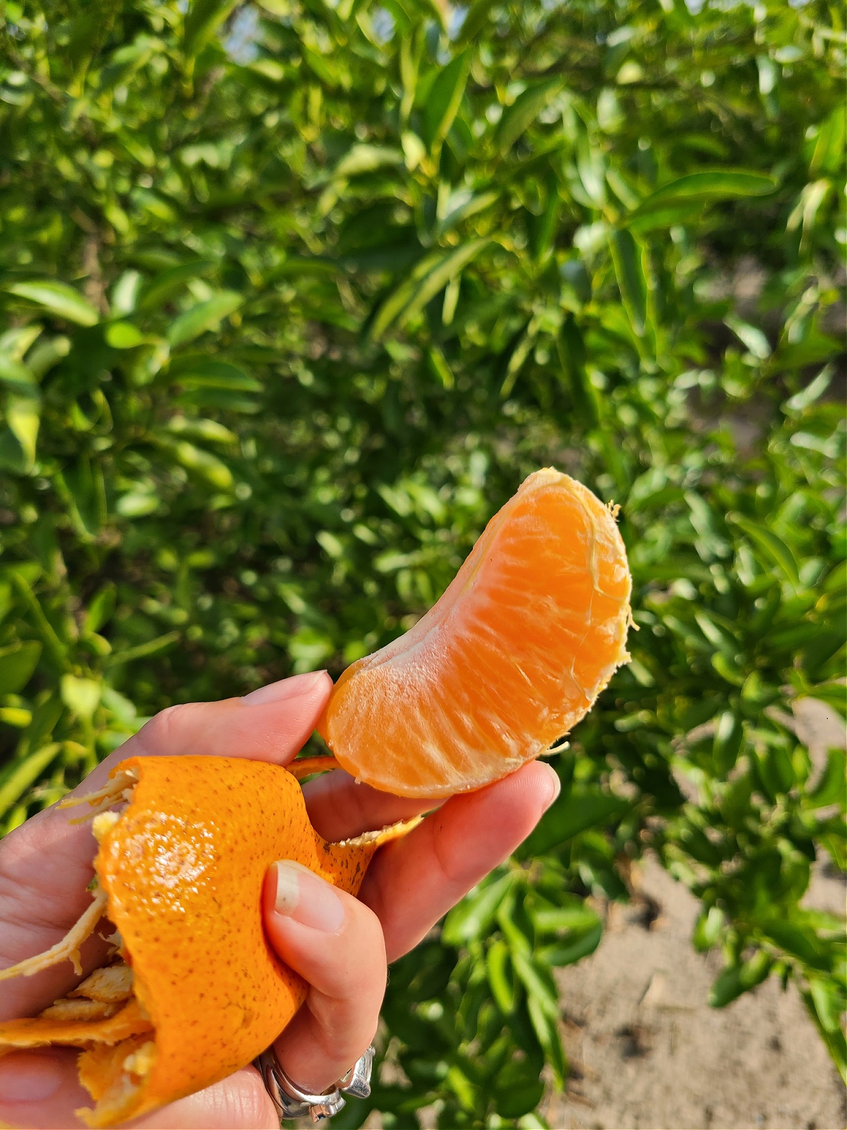 When Are US Tangerines In Season