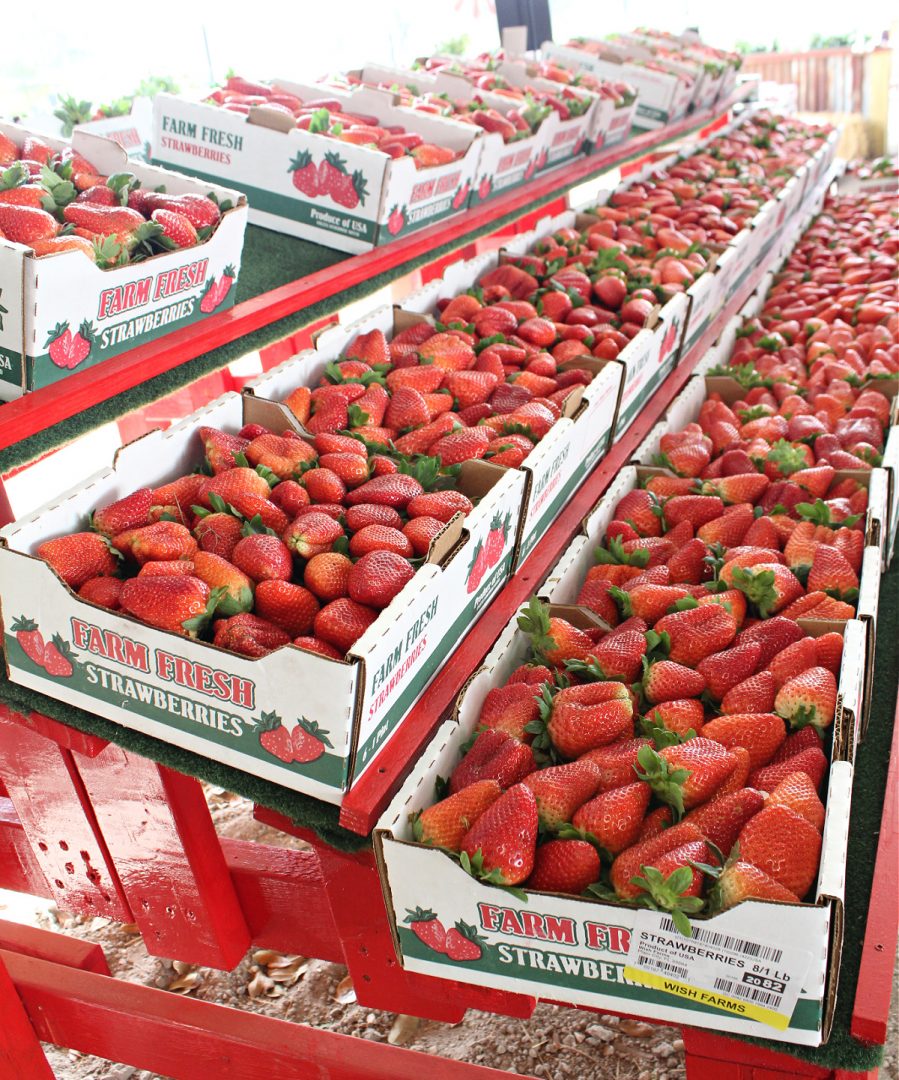 10 Things You Need To Know About Florida Agriculture