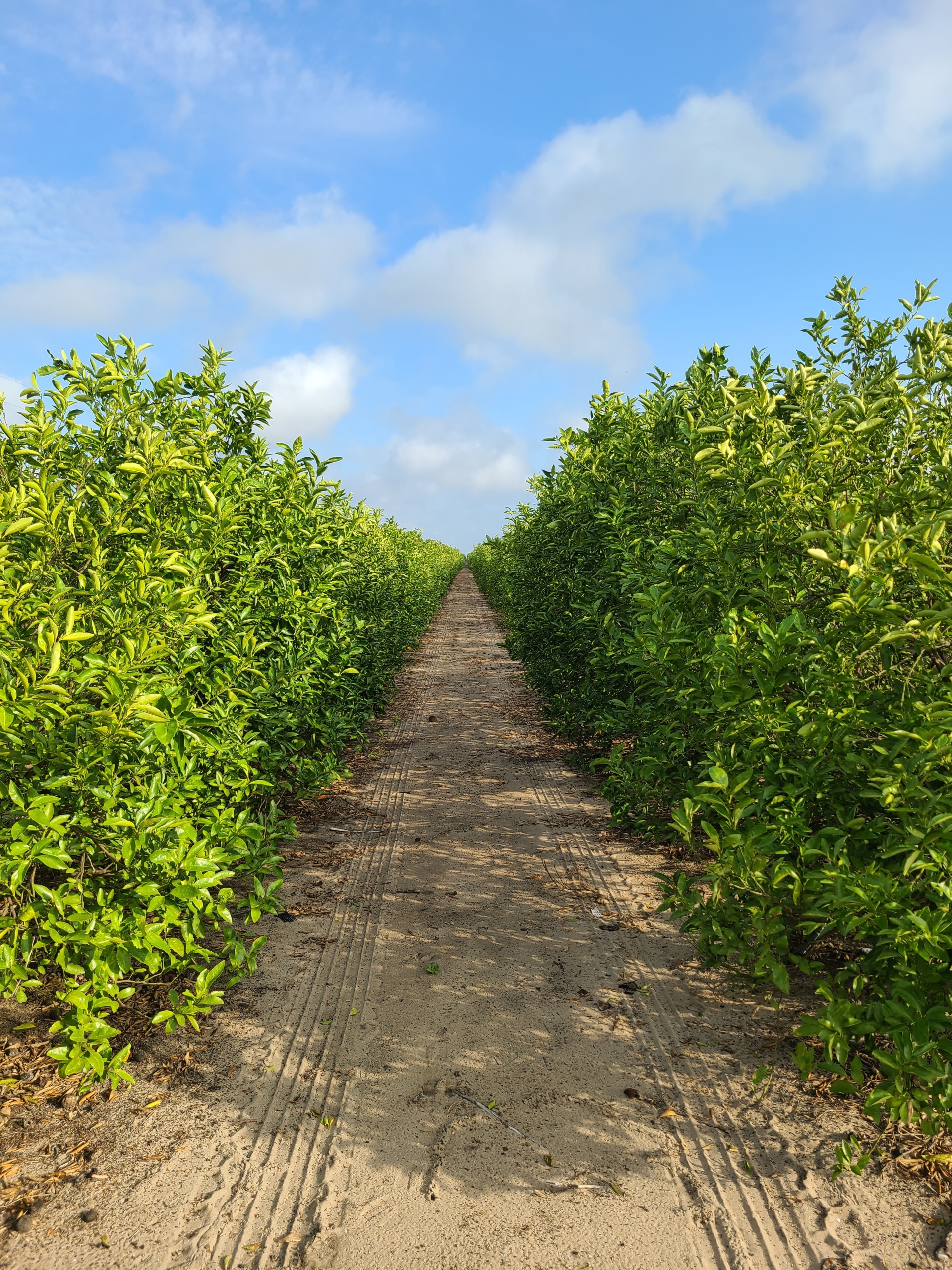 Farm Facts: Peaches - Florida Farm & Family