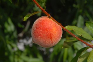 Best Peach Recipes