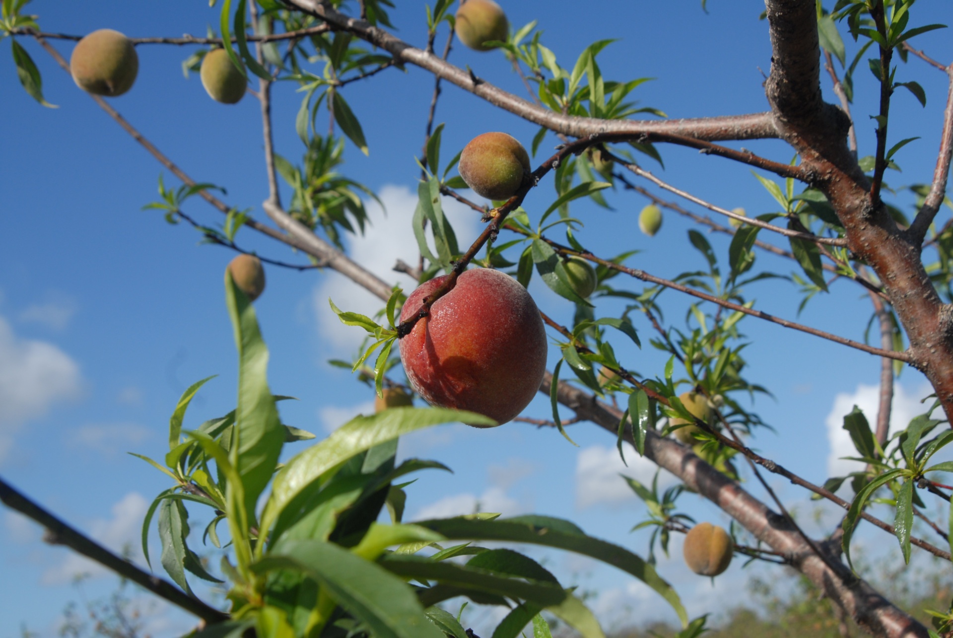 Florida Peach Recipes 