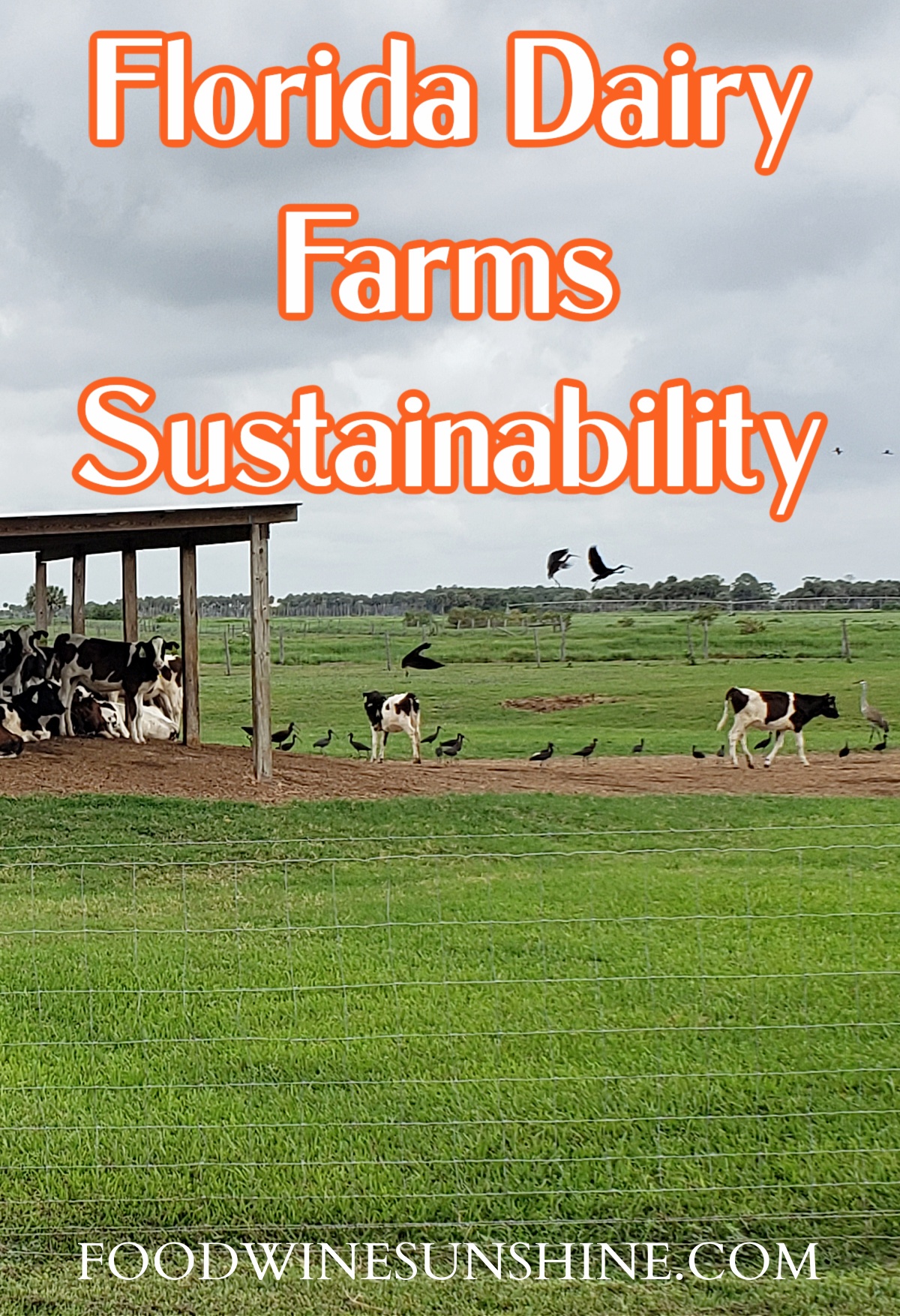 Florida Dairy Farm Sustainability