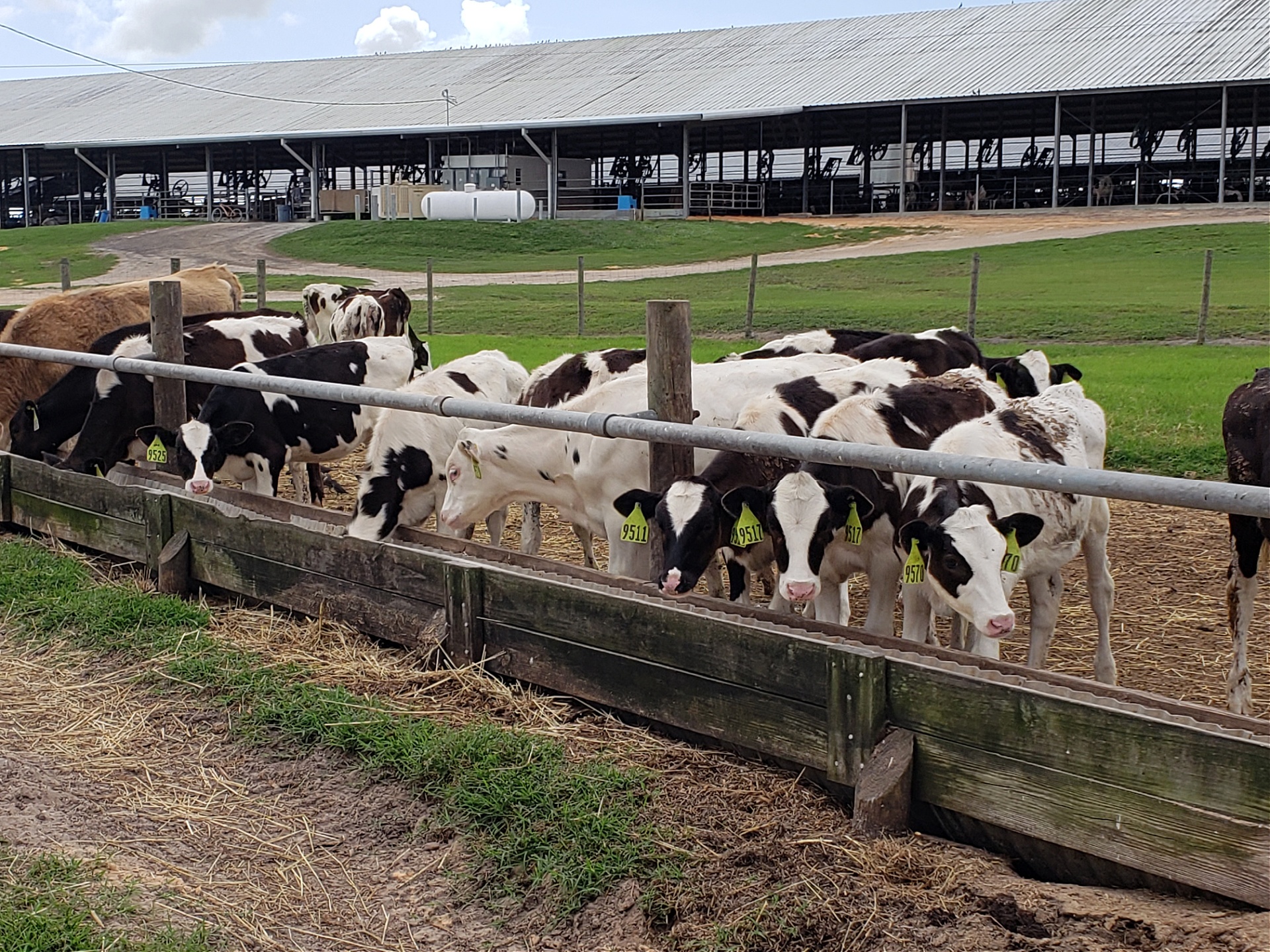 Florida Dairy Faming sustainability