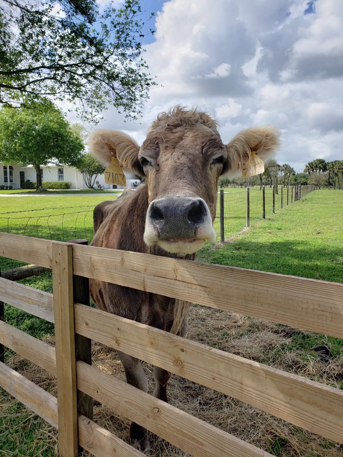 Learn about dairy farming sustainability