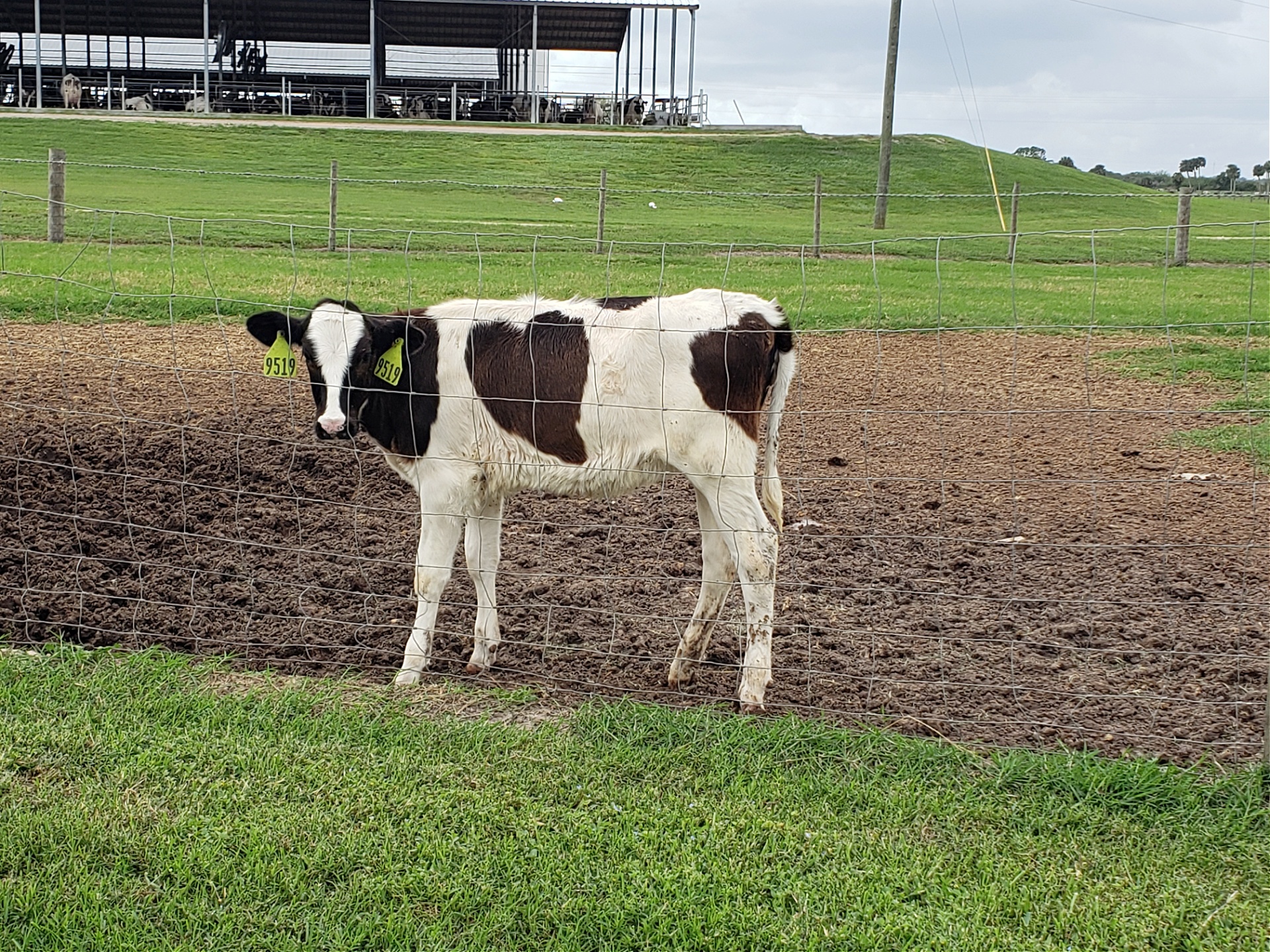 Florida Dairy Faming sustainability information