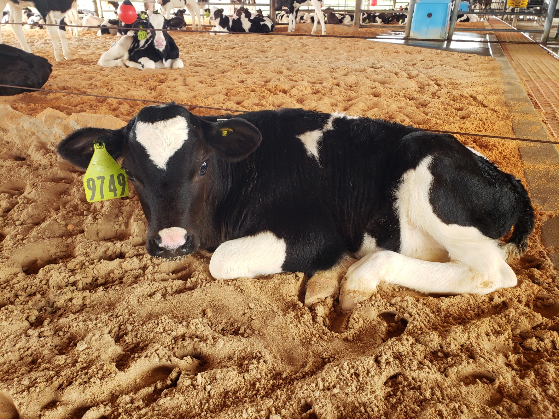Dairy Faming sustainability