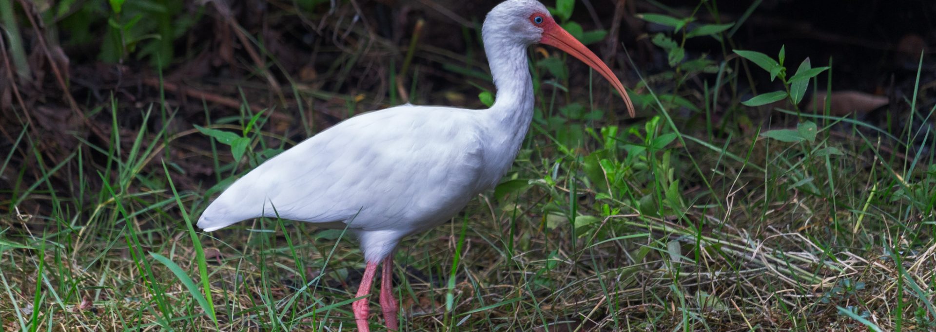 Florida Everglades