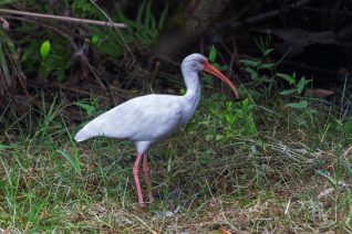 Florida Everglades