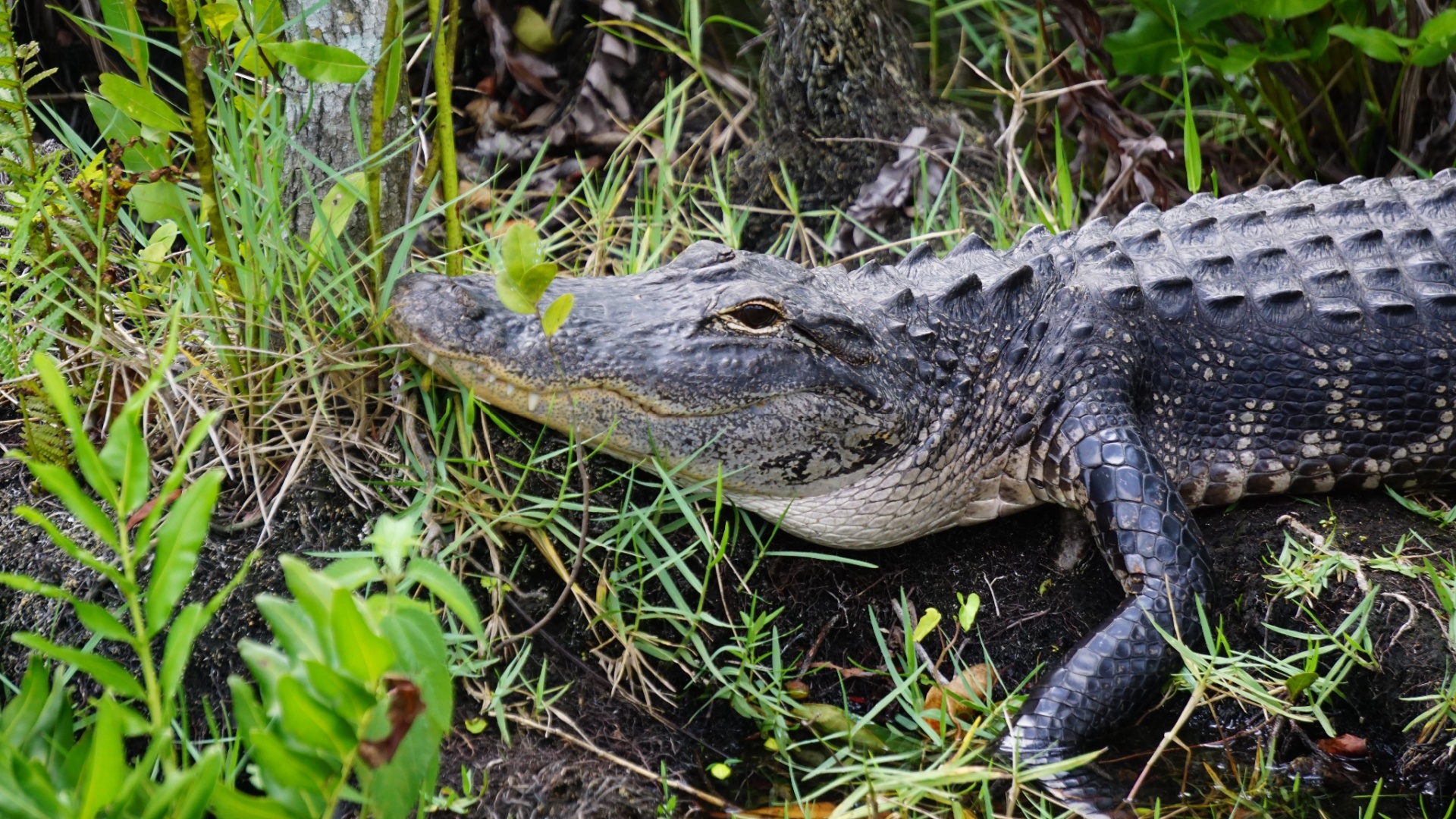 Reasons to visit the Florida Everglades