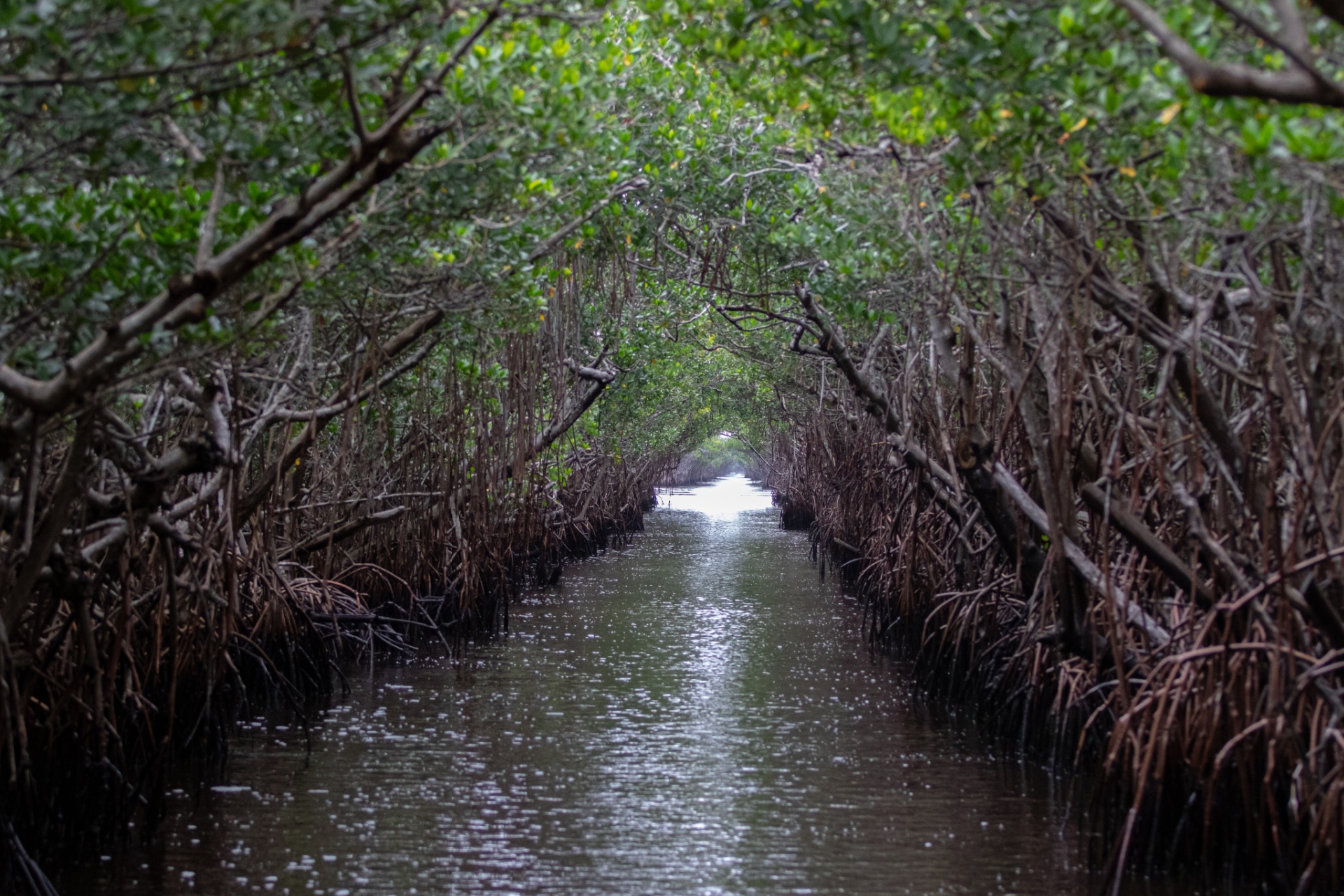 Florida Everglades Information