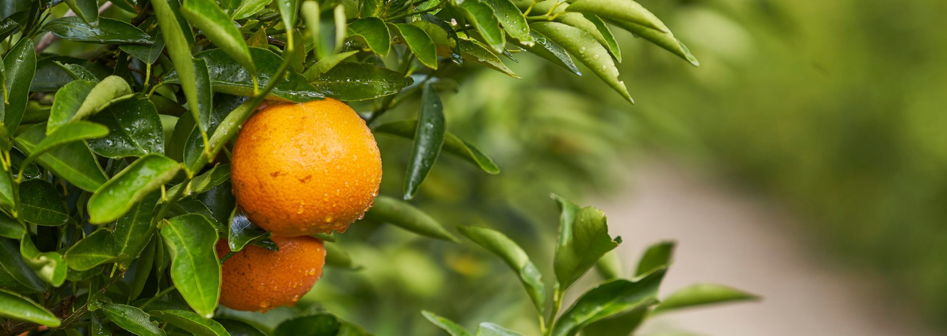 Juicy Crunch on Tree