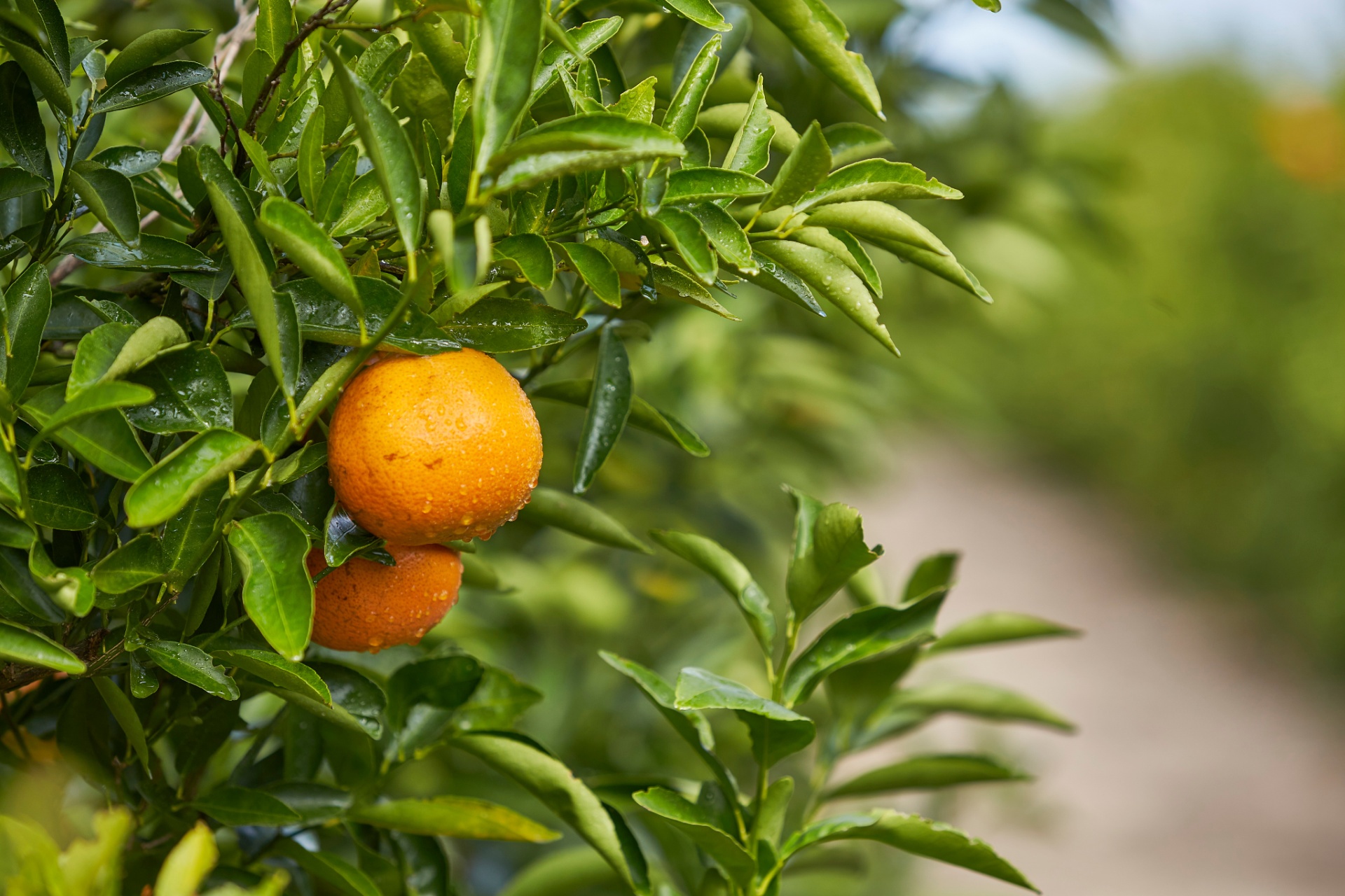 US Tangerine Season