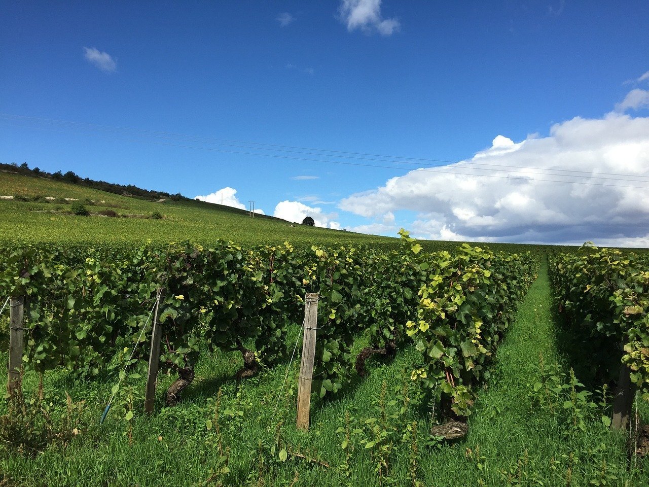 Best Wine Regions in France Burgundy Bourgogne