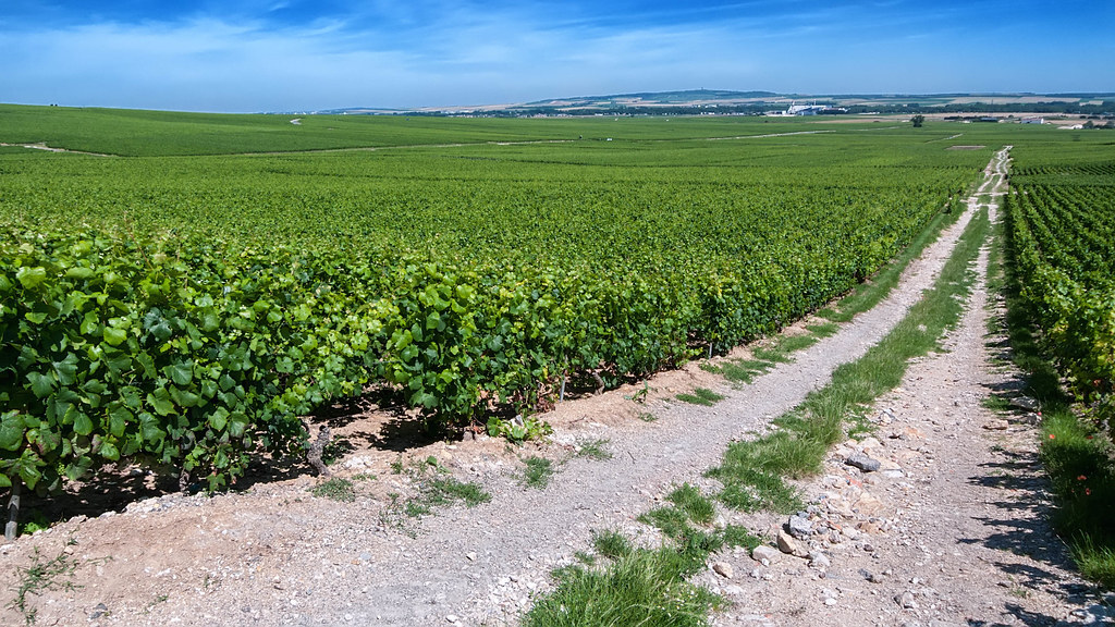 Best Wine Regions in France Champagne