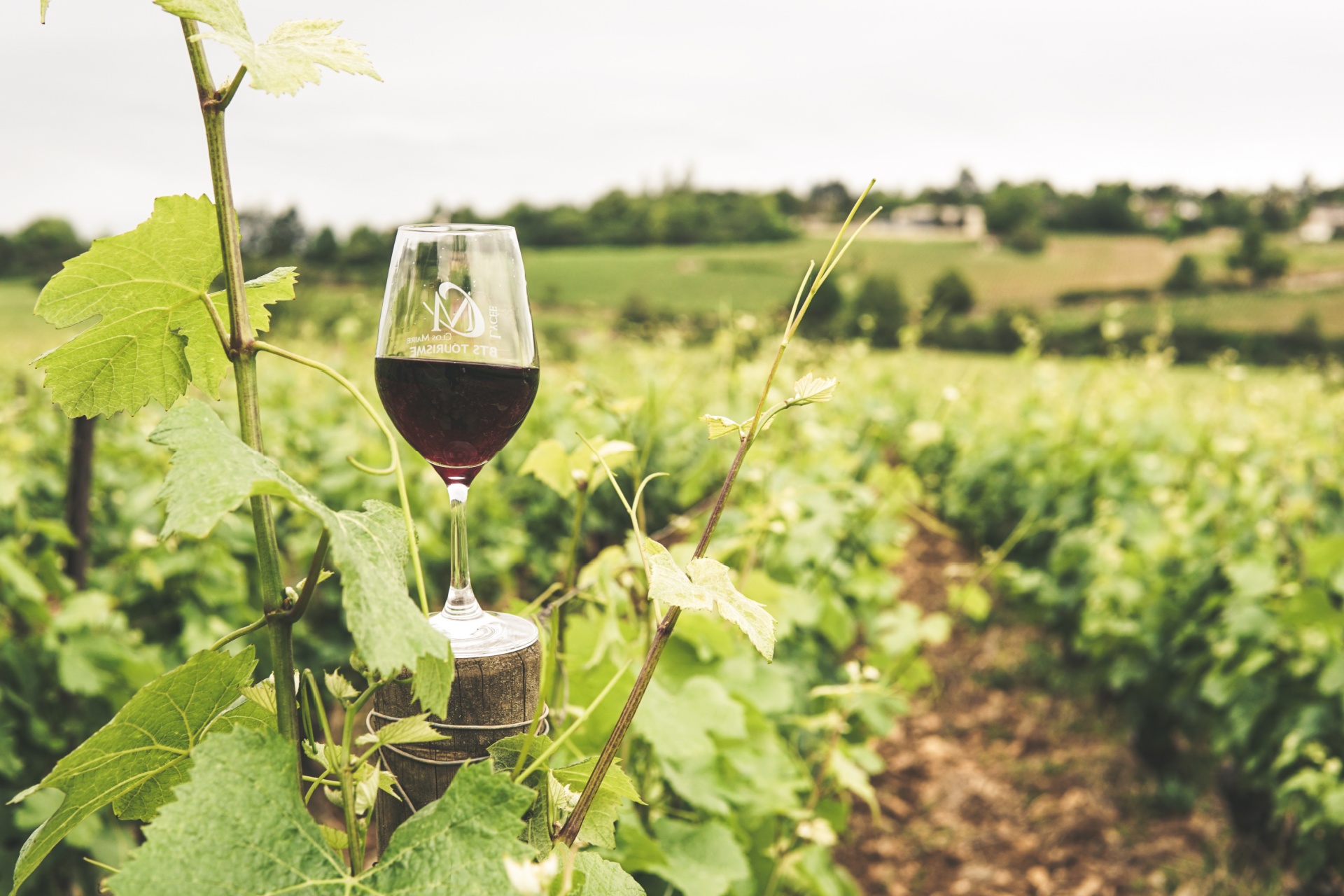 Learn about French Wine Regions