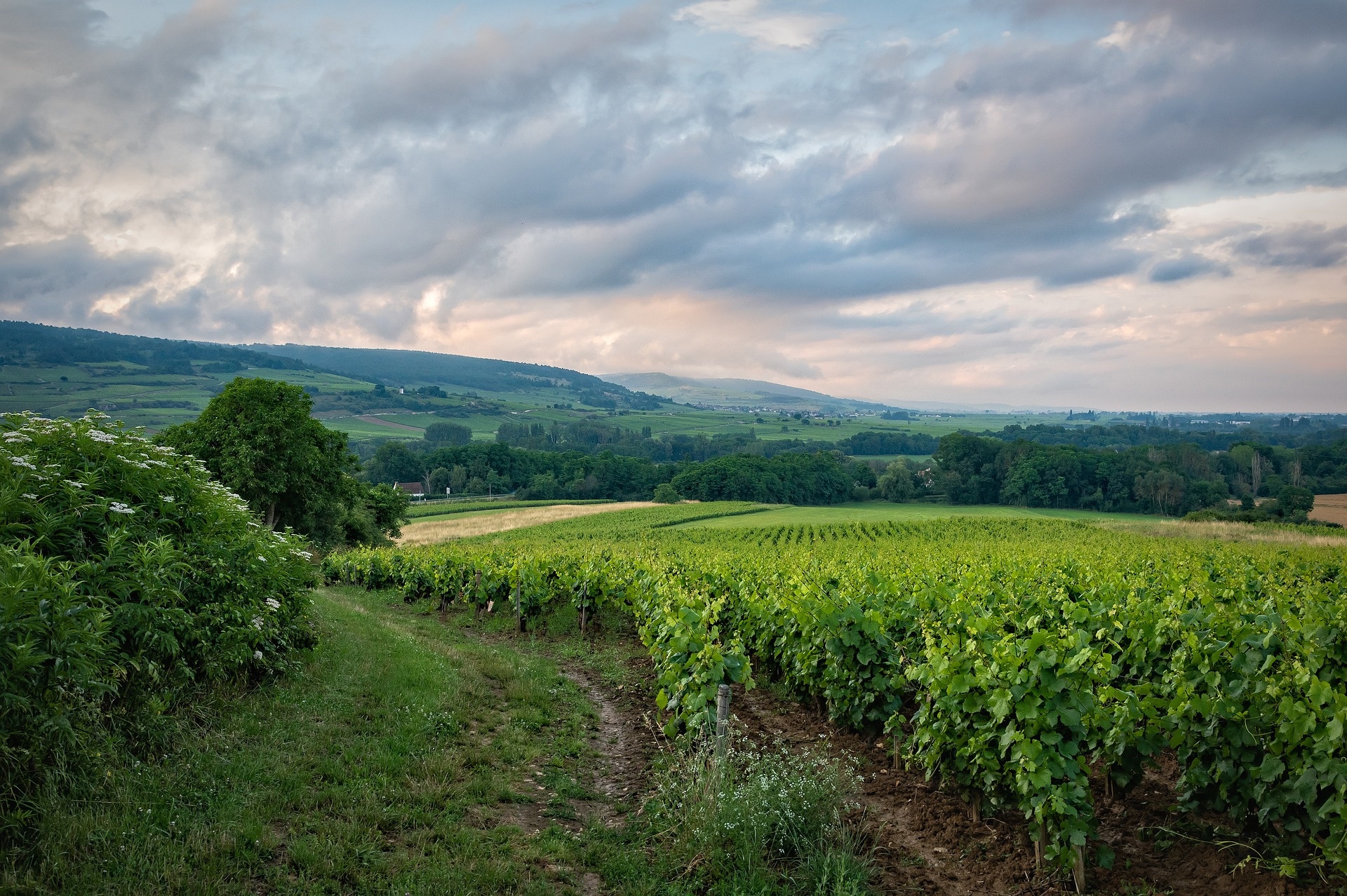 Introduction to Wine Regions In France