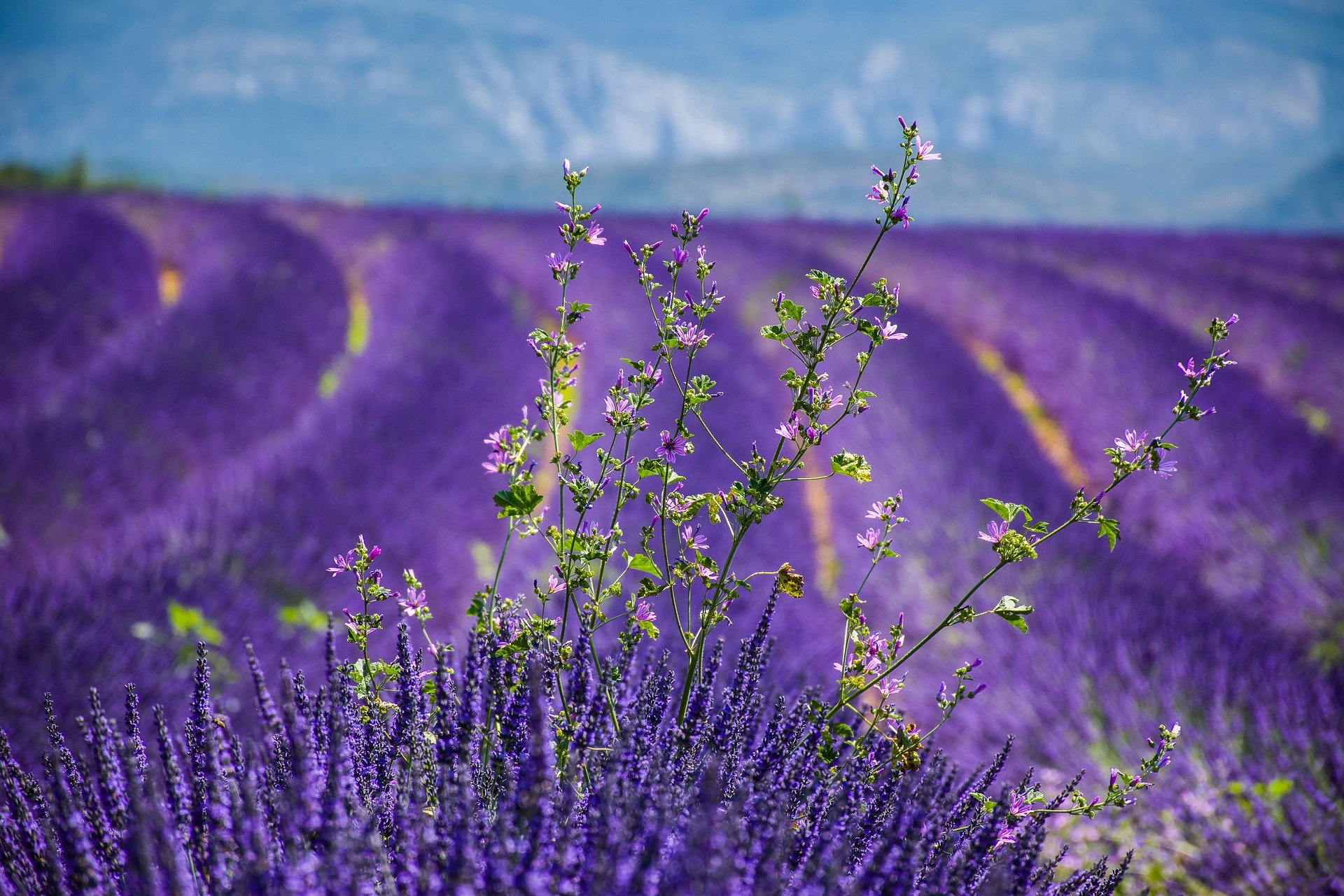 What are the wine regoins in France?