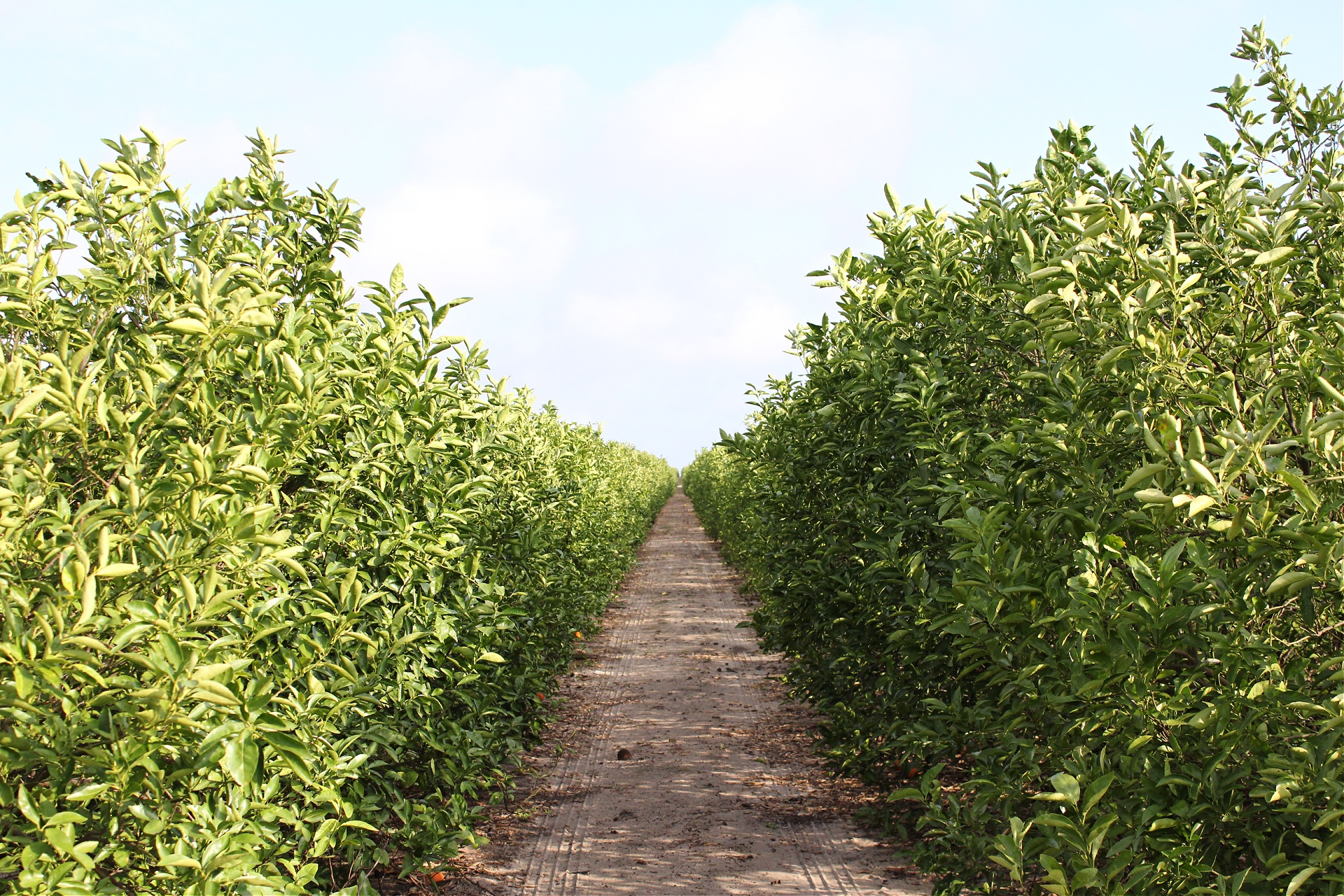 When Are Tangerines in Season?