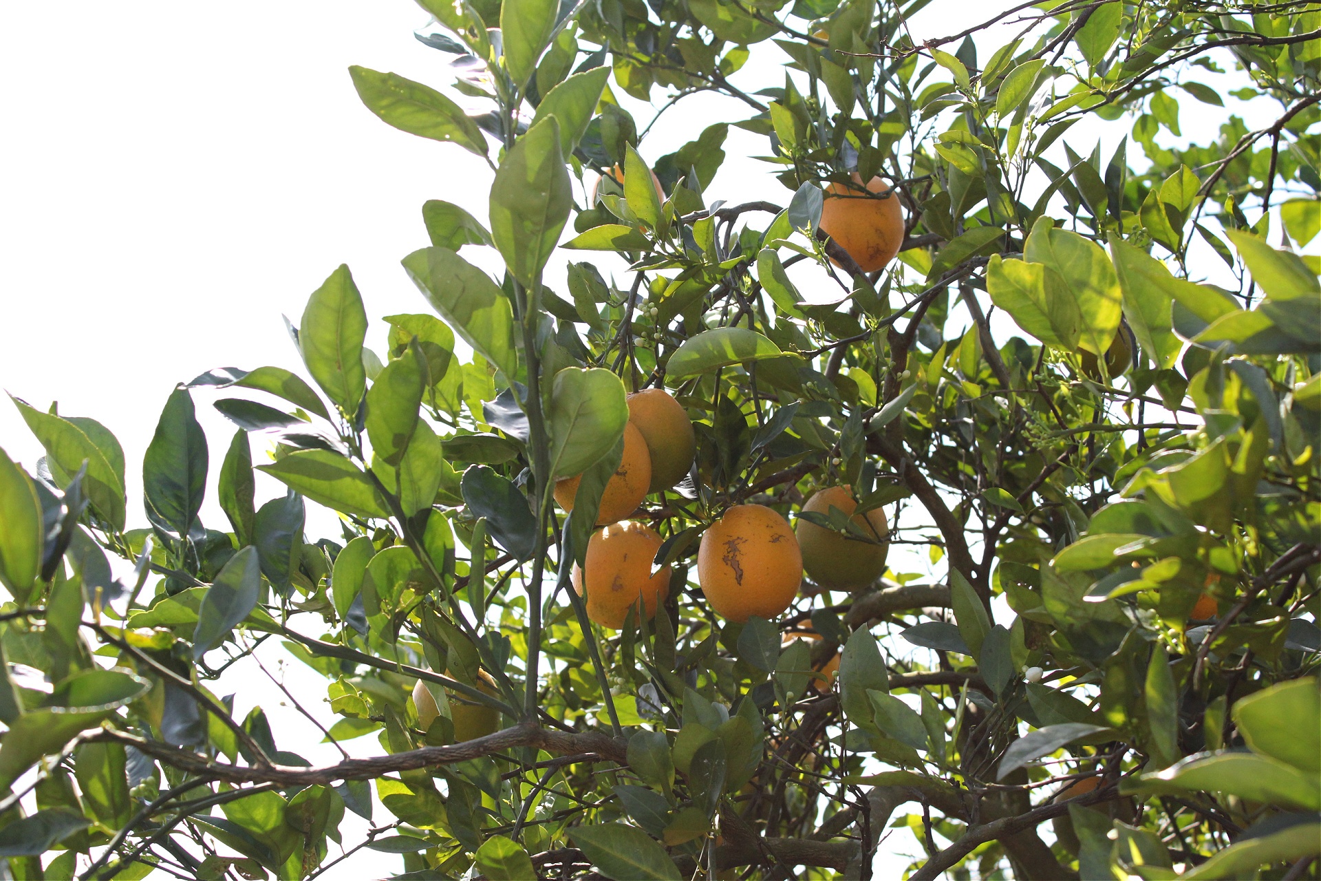 When Are Florida Tangerines In Season