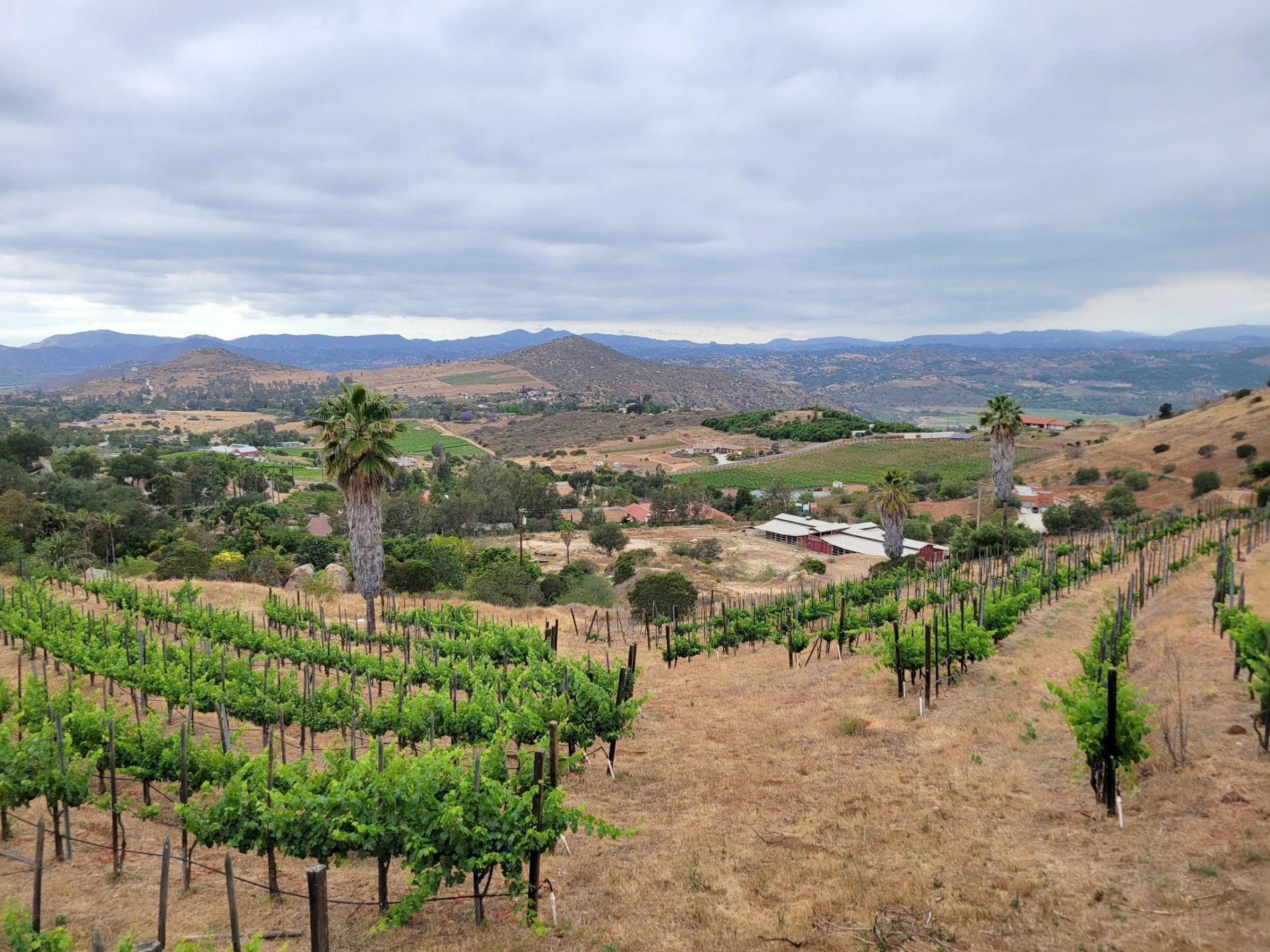 Things To Do In San Diego - Best Winery Tours