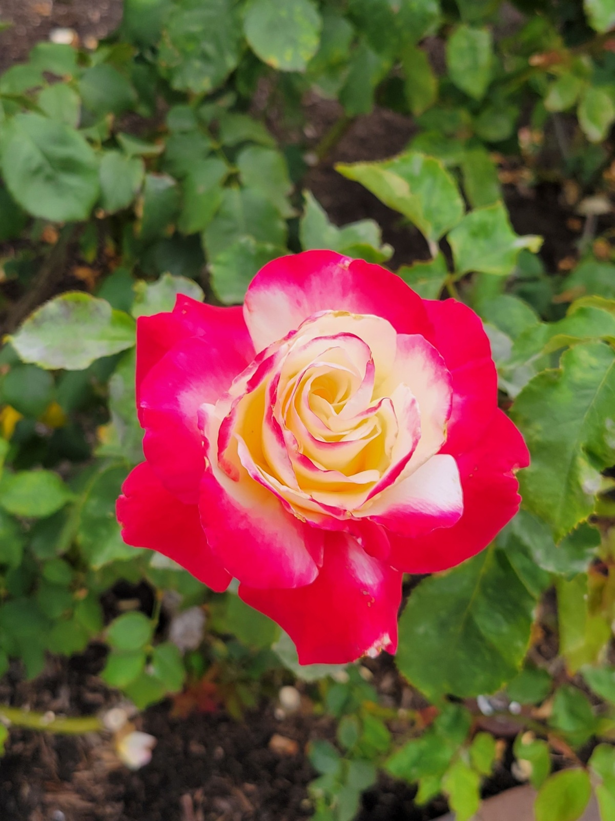 Things To Do In San Diego - Balboa Park Rose Garden