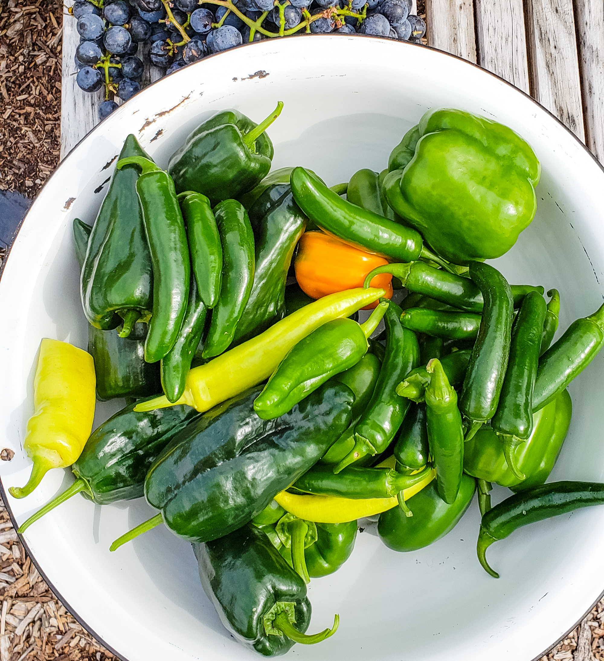 Green Peppers From the Garden