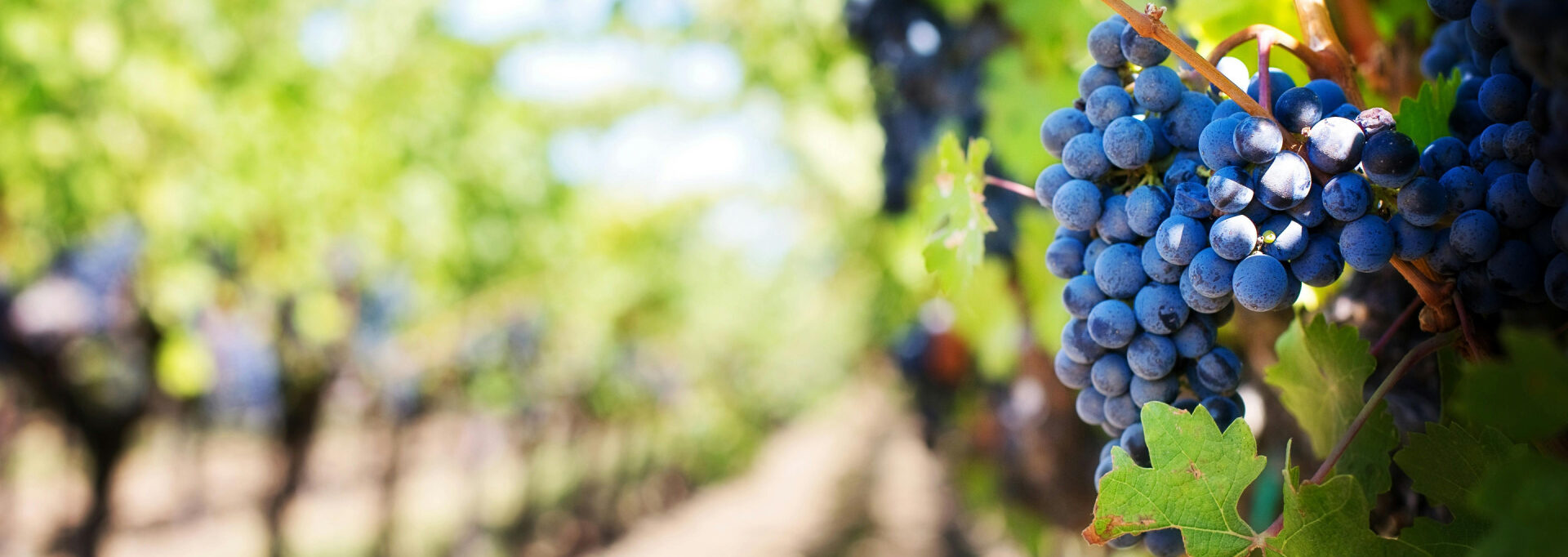 Napa's Organic Wineries