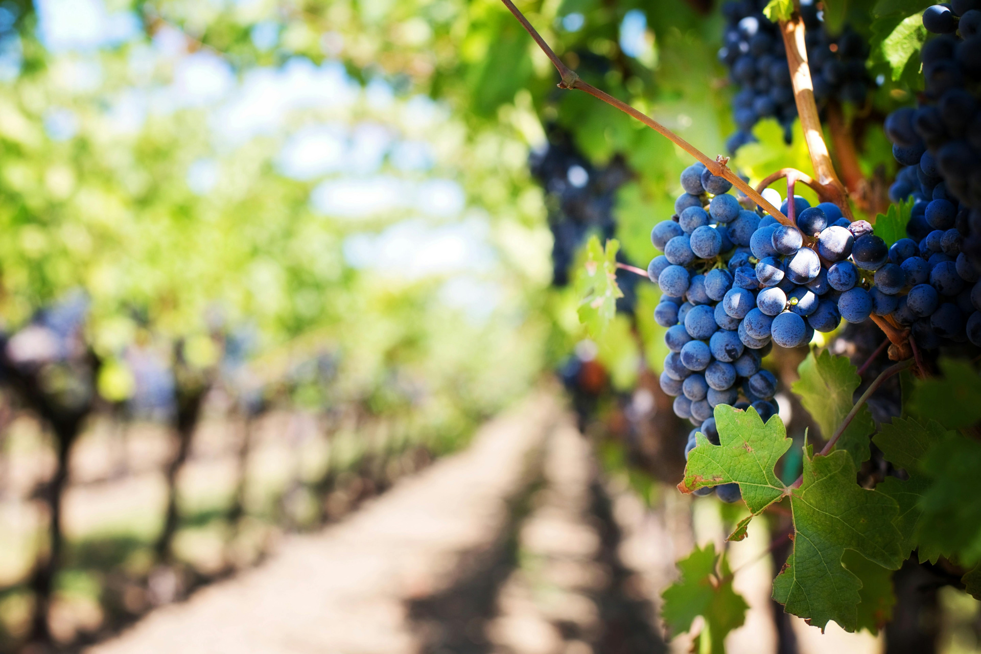 Napa's Organic Wineries