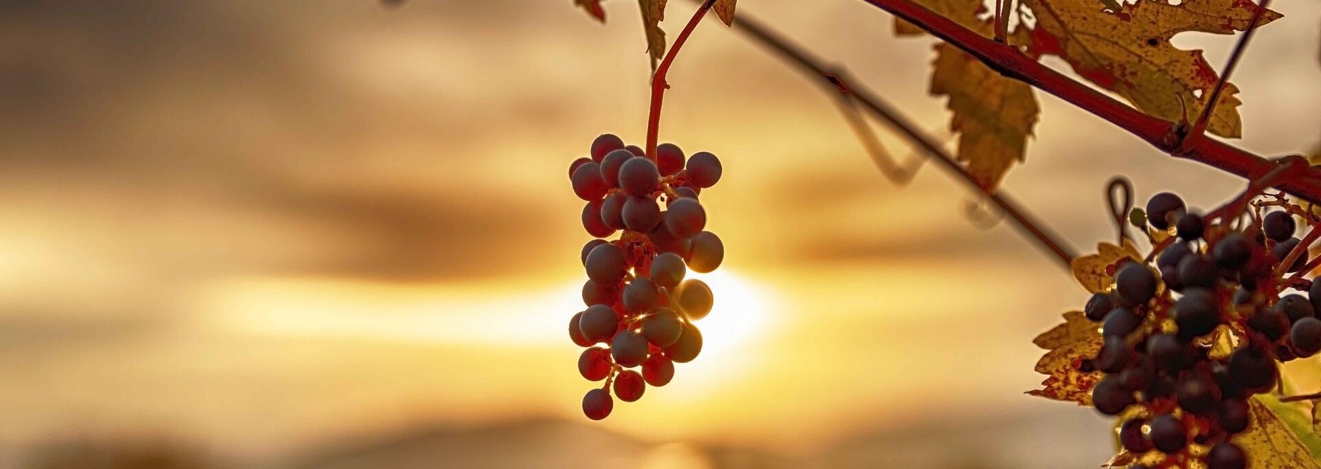 Beyond Napa Northern Wine Regions