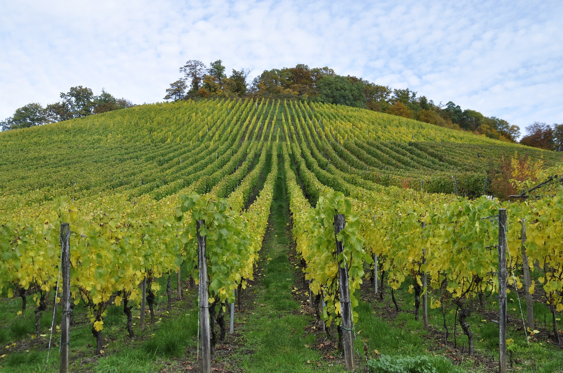 Beyond Napa Northern Wine Regions to visit
