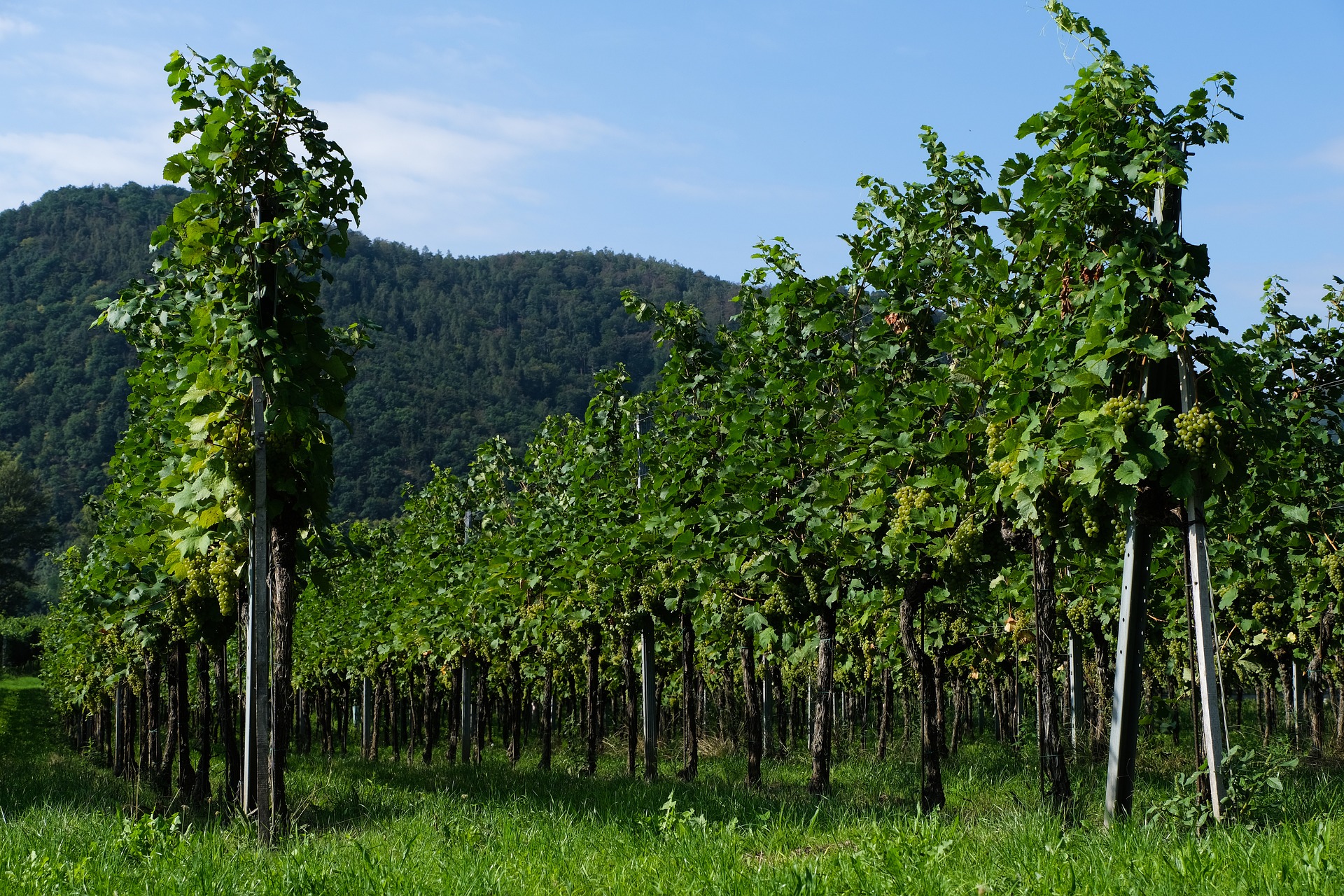 Northern Wine Regions in California 