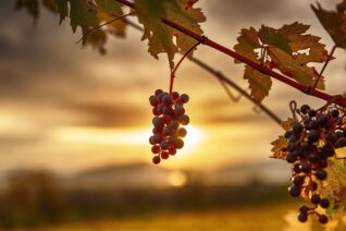 Beyond Napa Northern Wine Regions