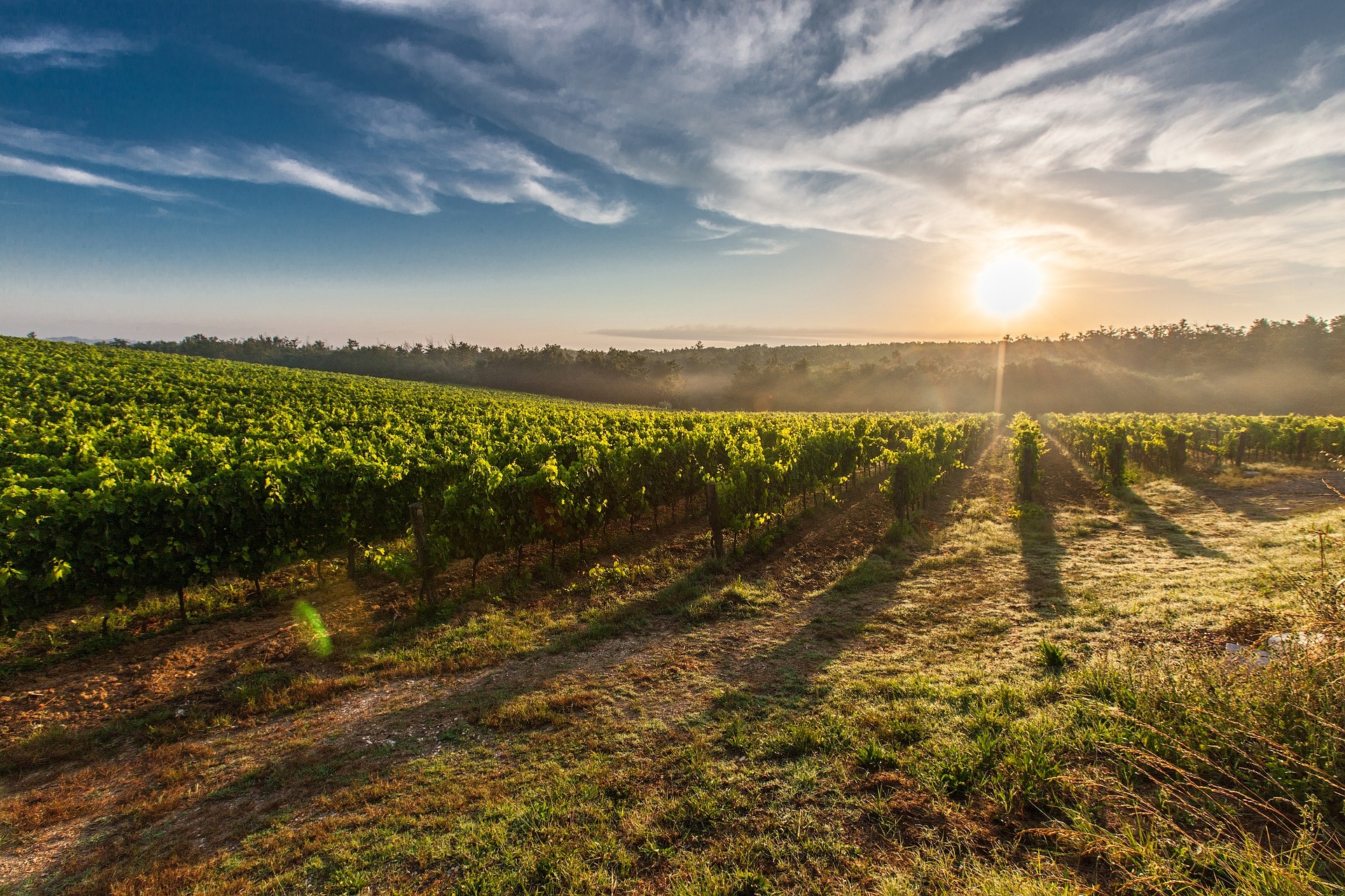 Beyond Napa Northern Wine Regions