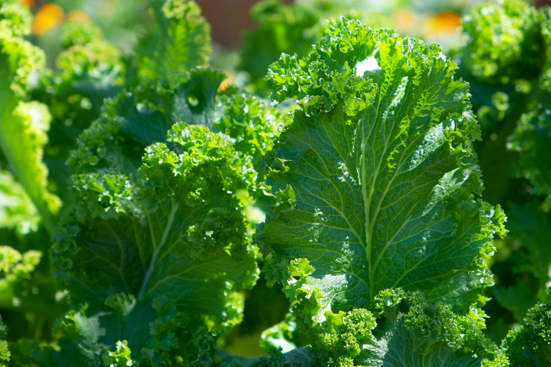 Florida Produce Natural Wellness
