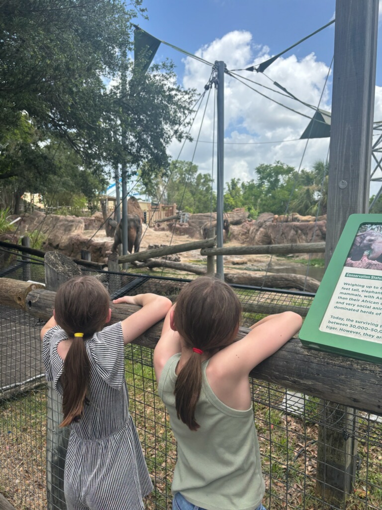 Busch Gardens Tampa Bay animals to see