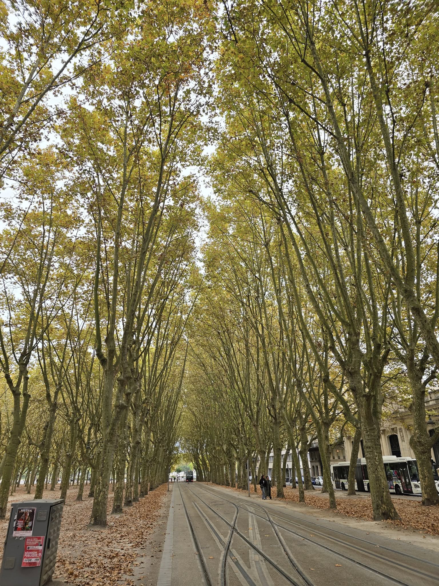 Bordeaux tree lined streets with historic architecture and caf&eacute;s